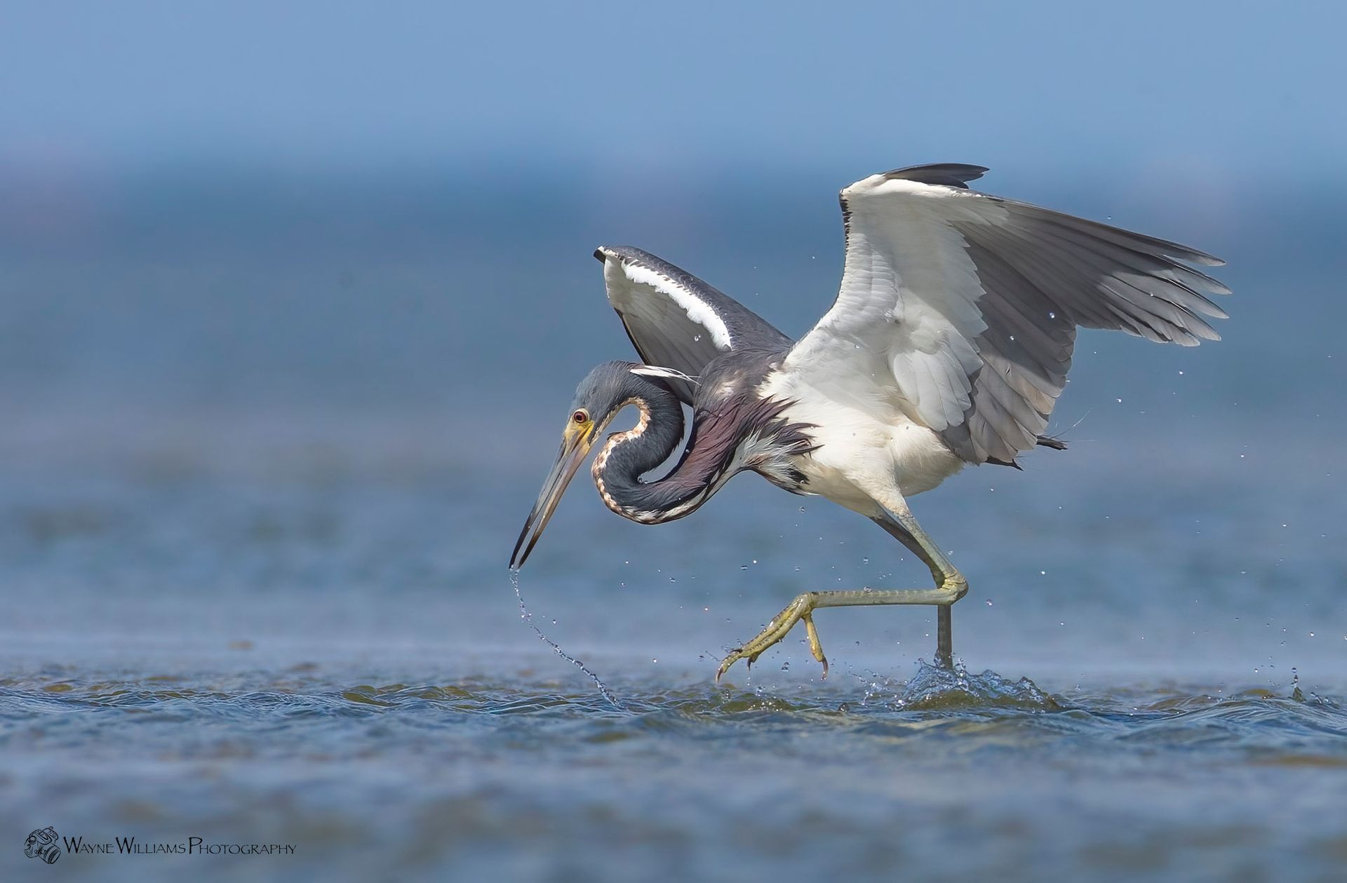 A bird is standing in the water with a fish in its beak.