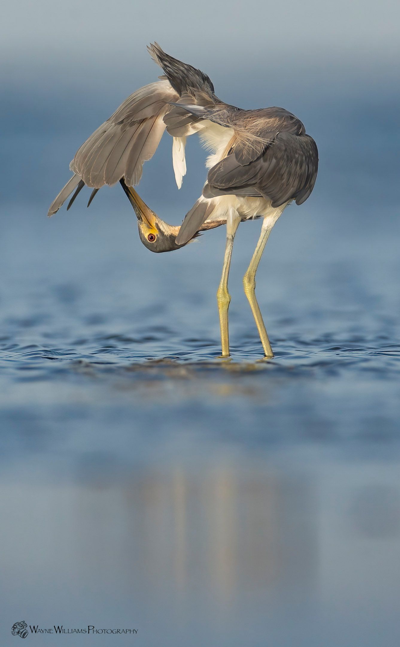 A bird is standing in the water holding a fish in its beak.