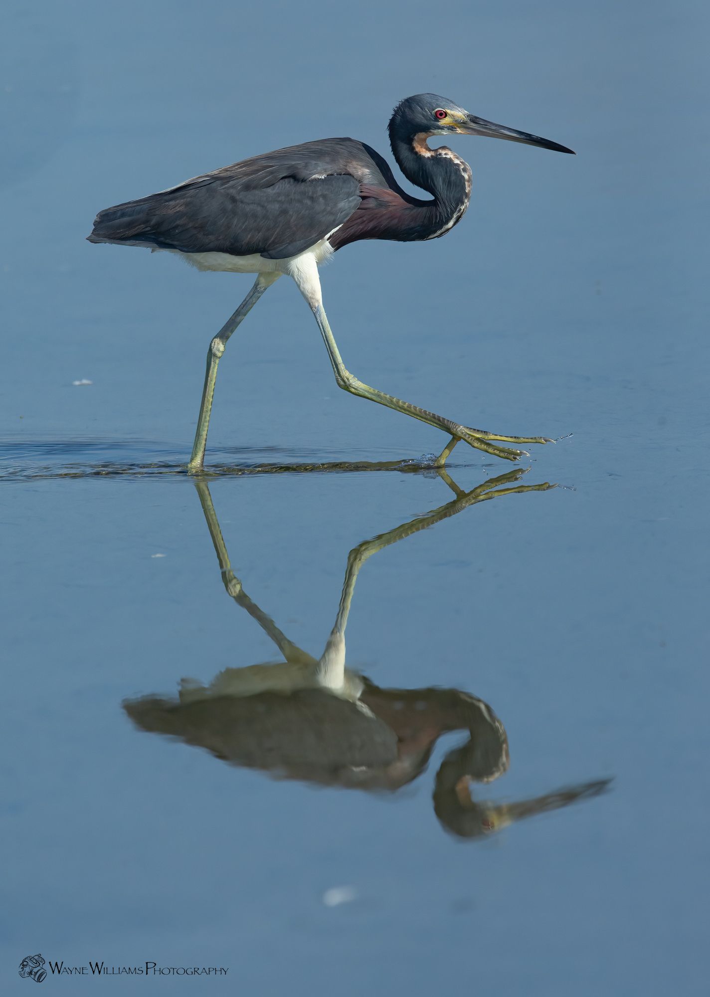 A bird is standing in the water and its reflection is in the water.