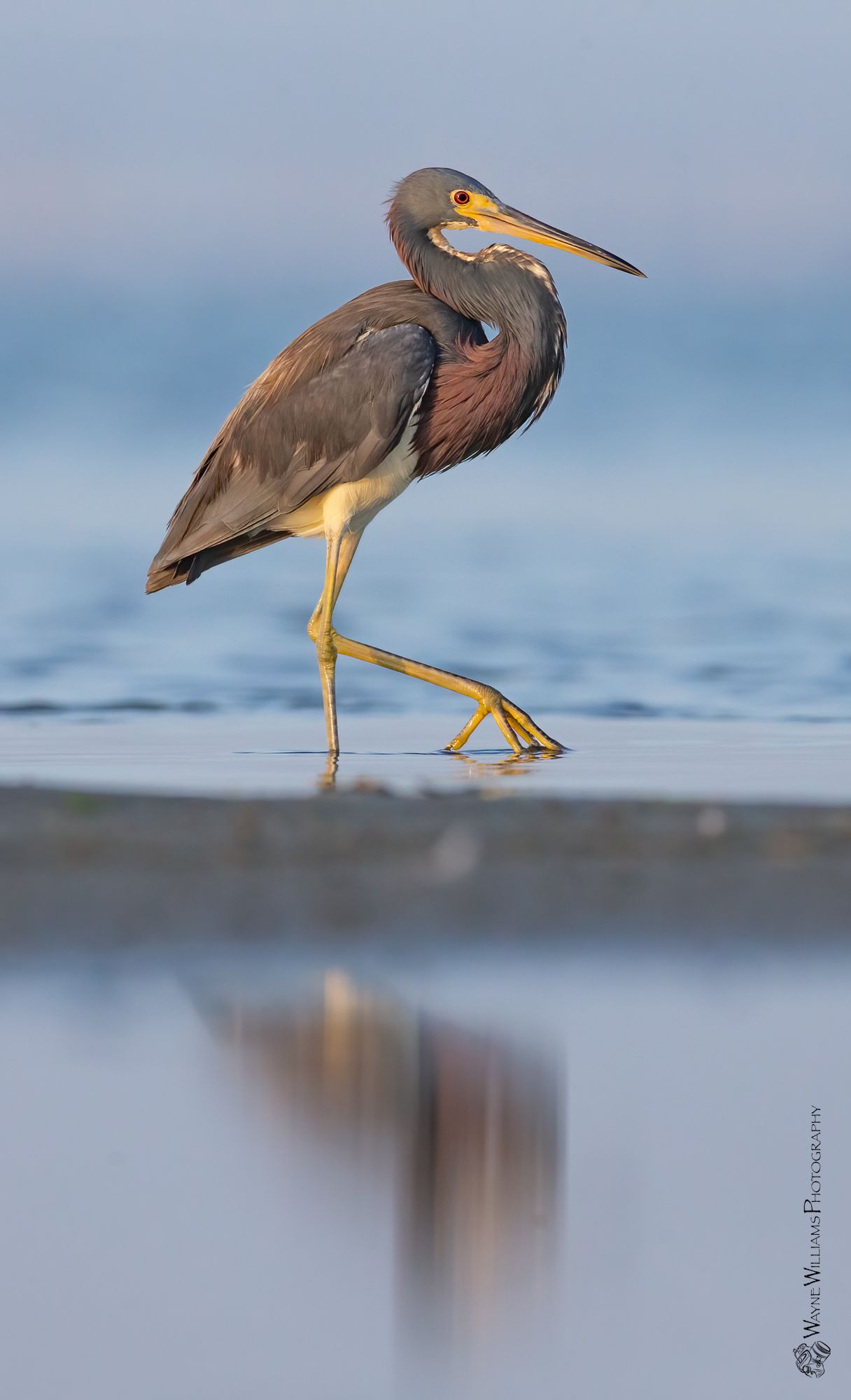 A bird with a long beak is standing on a beach.