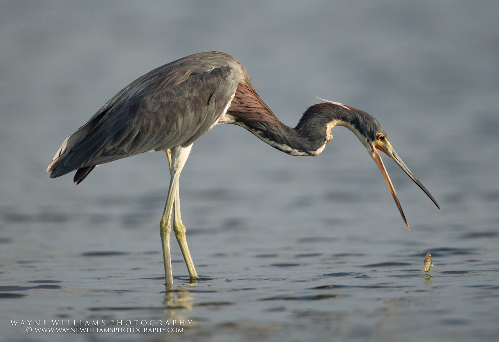 A bird with a long beak is standing in the water