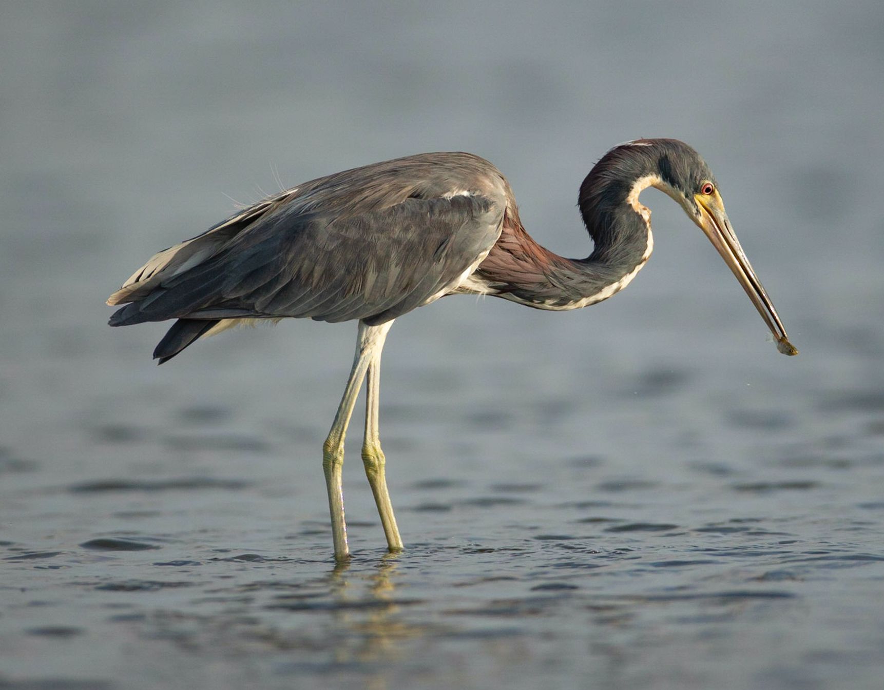 A bird with a long beak is standing in the water
