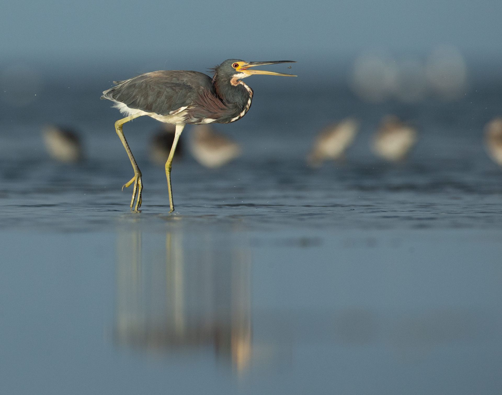 A bird with a long beak is standing in the water