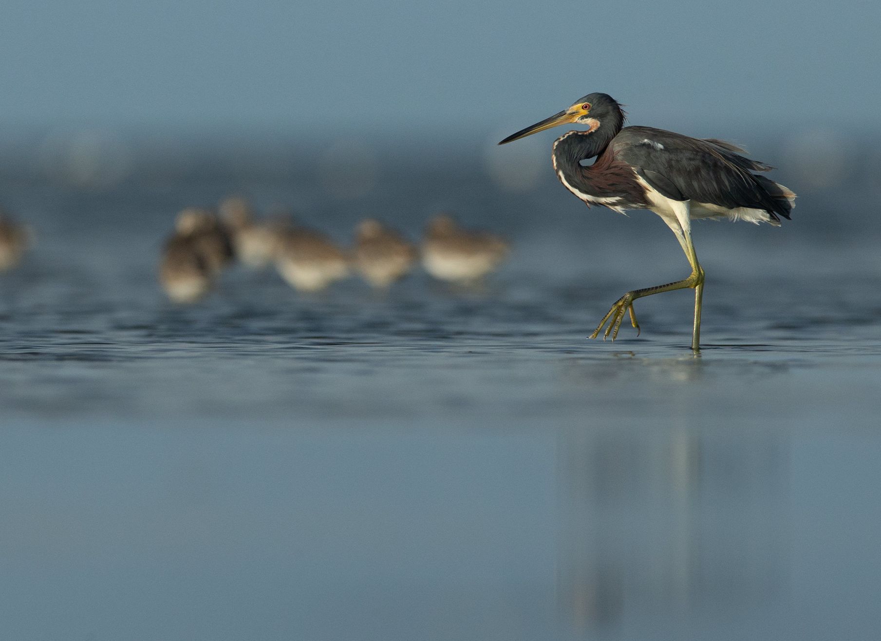 A bird with a long beak is standing in the water.