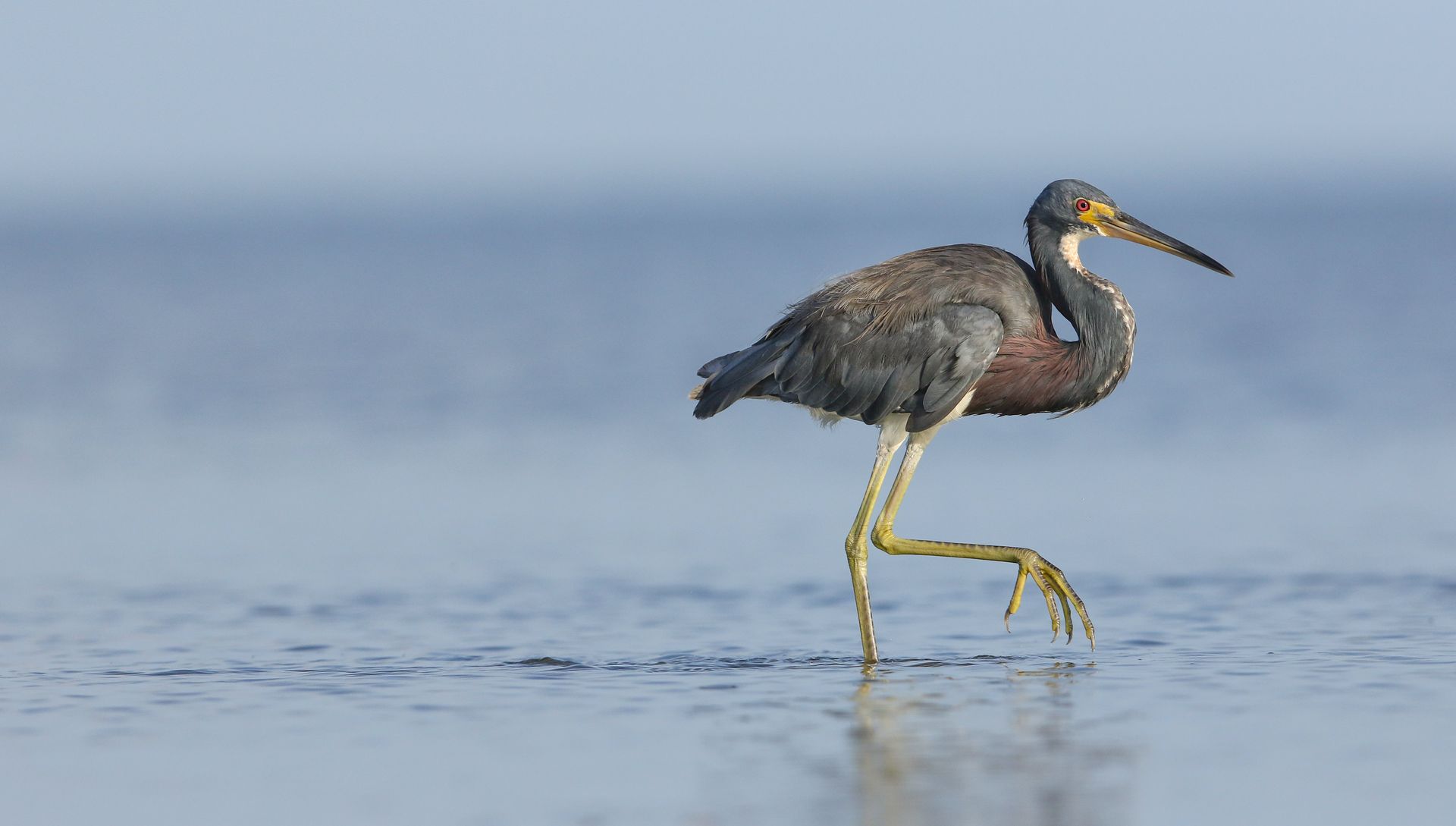 A bird is standing on one leg in the water.