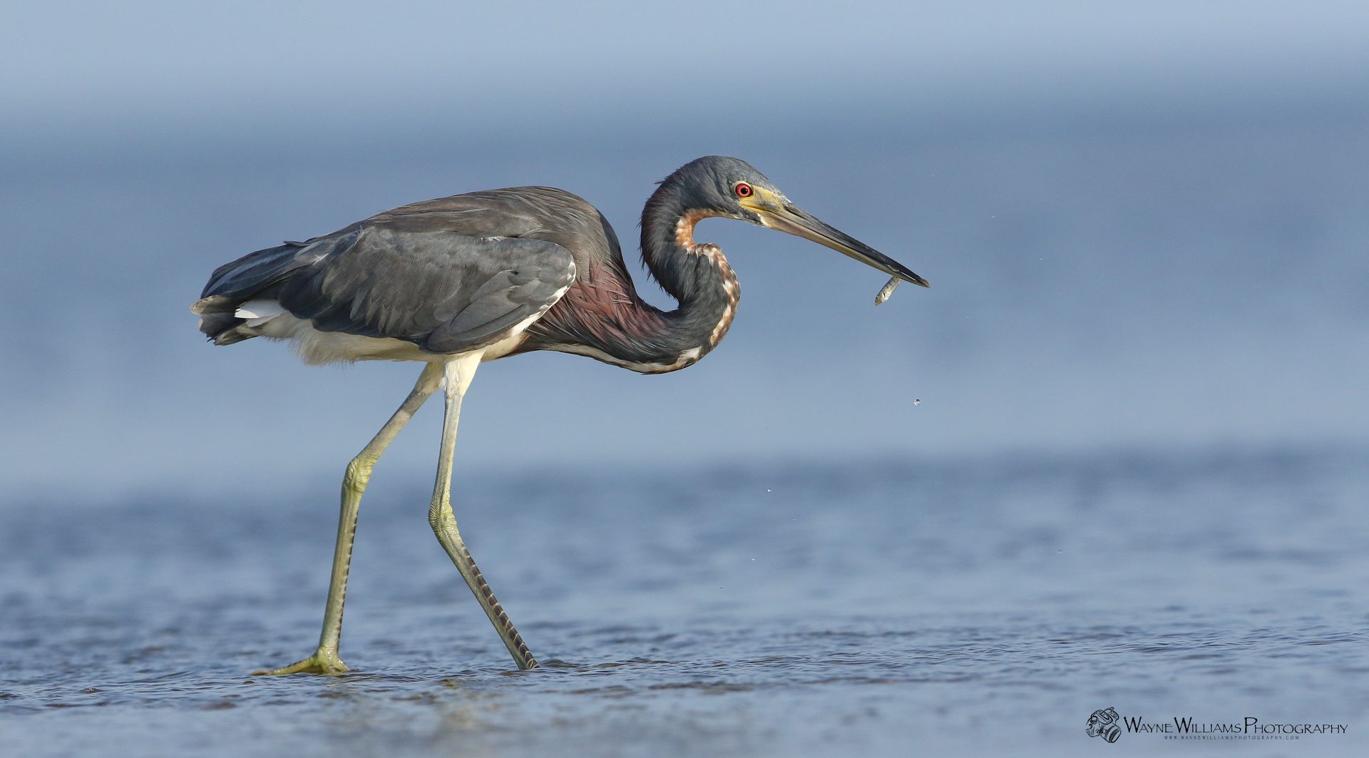 A bird is standing in the water with a fish in its beak.