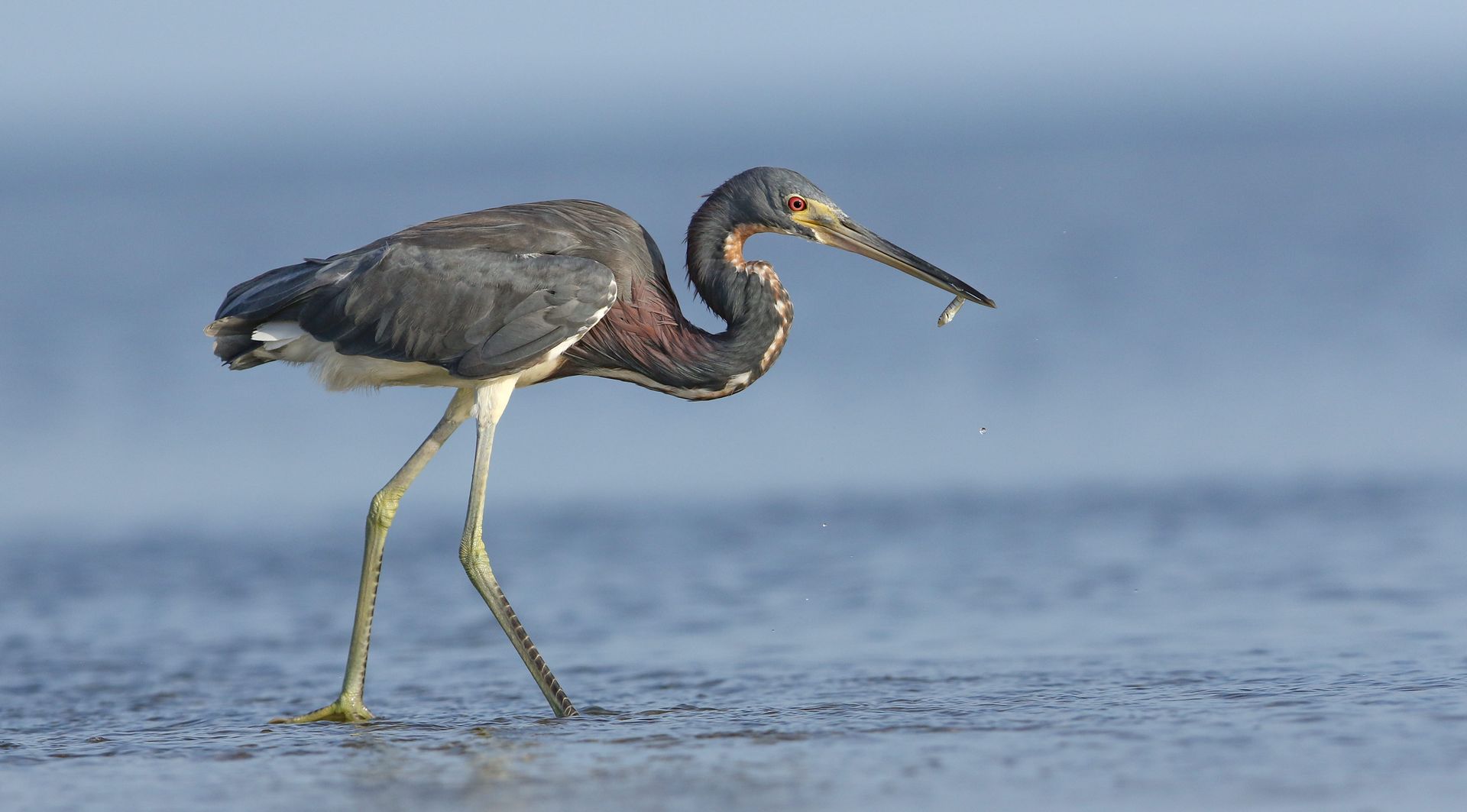 A bird is standing in the water with a fish in its beak.