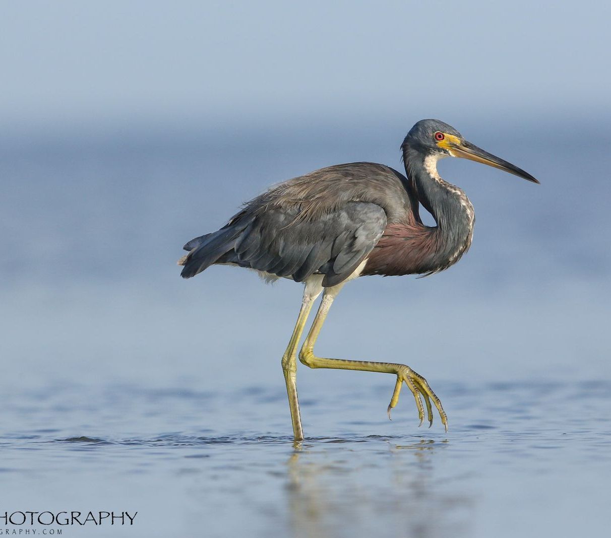 A bird with a long beak is standing in the water