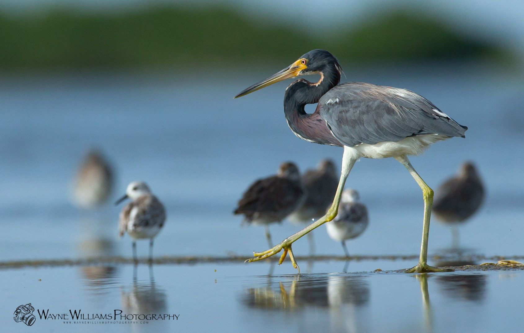 A bird with a yellow beak is standing in the water with other birds