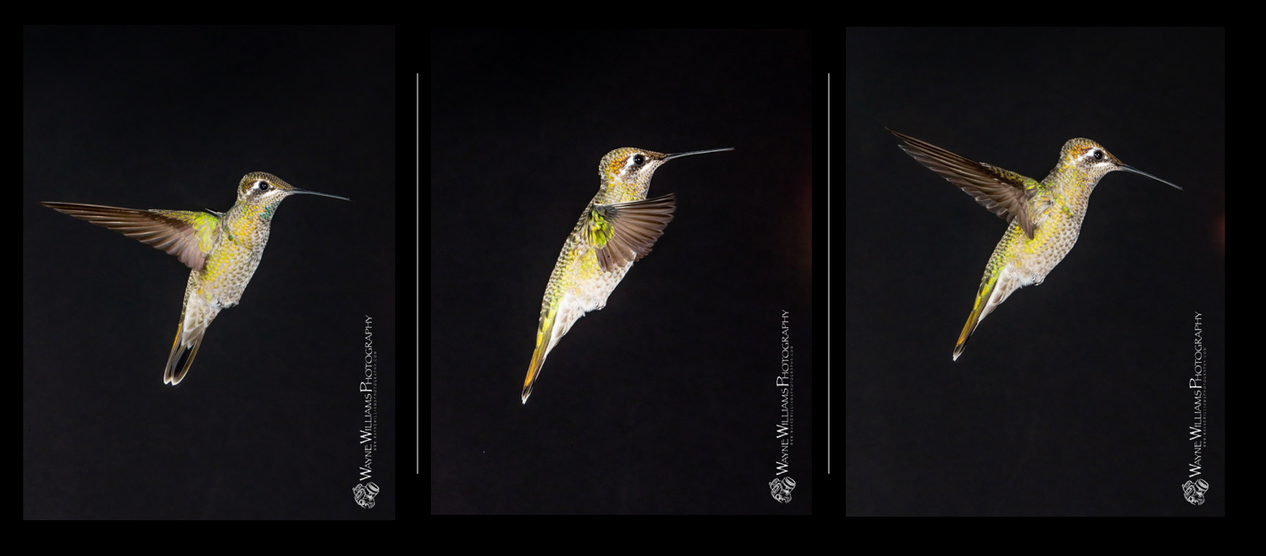 Three pictures of a hummingbird flying in the dark.