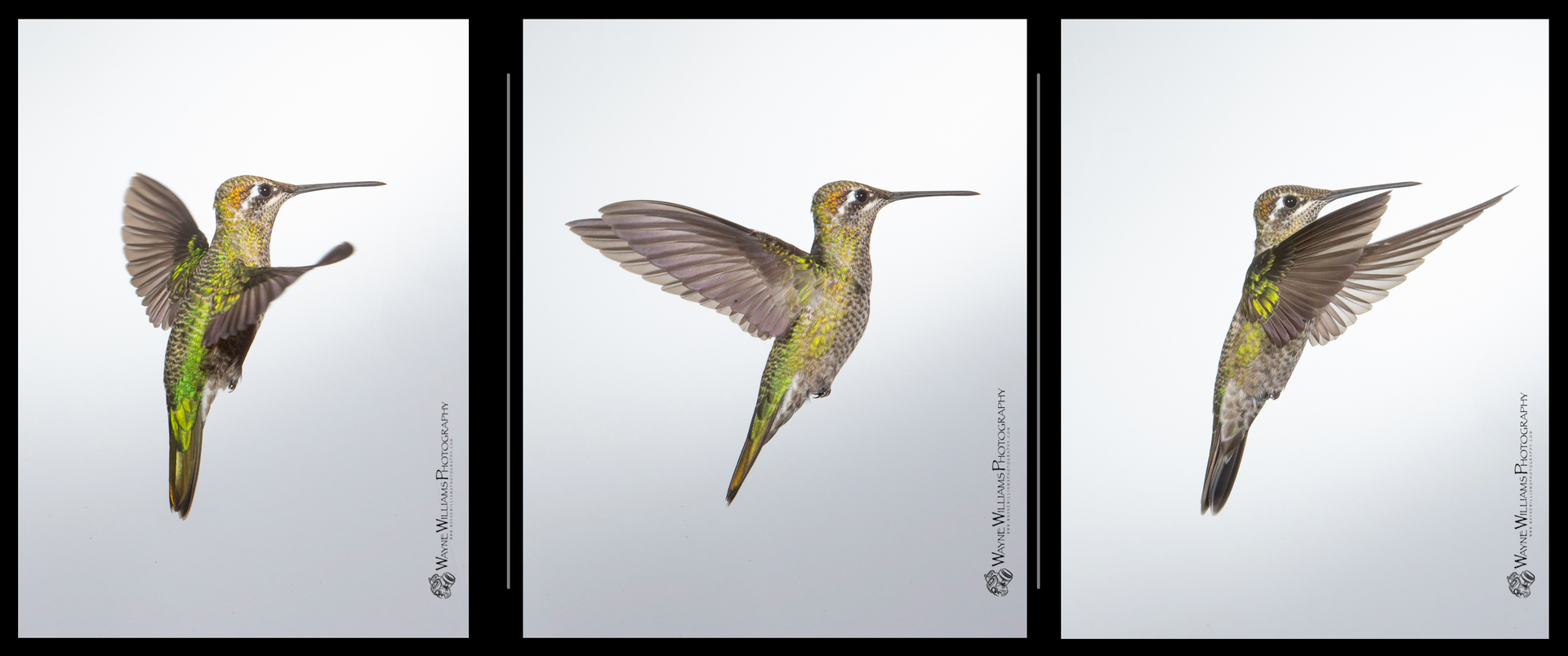 Three hummingbirds are flying in different directions on a white background.