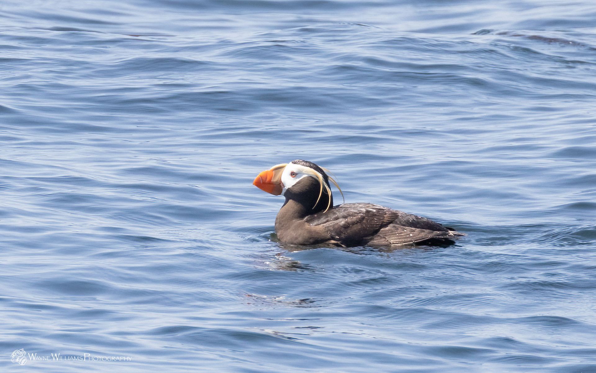 A black and white bird is swimming in the ocean.
