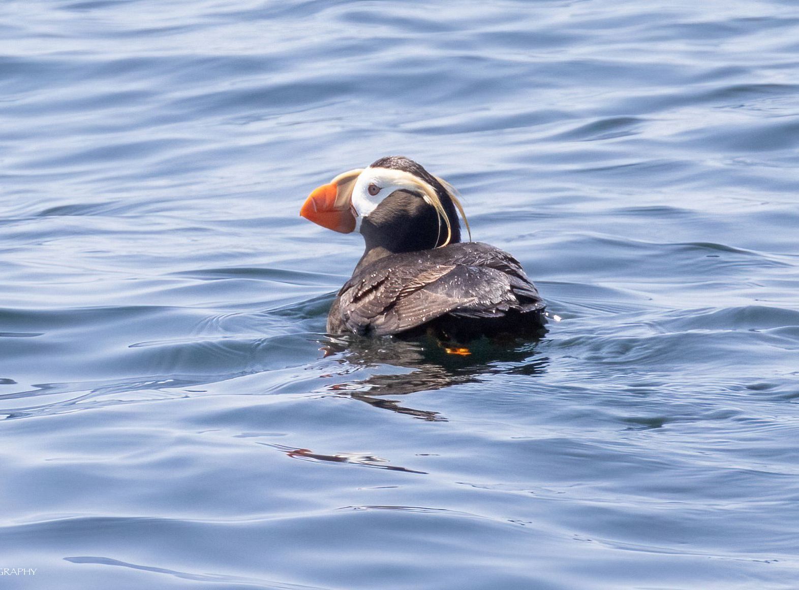 A black and white bird is swimming in the ocean.