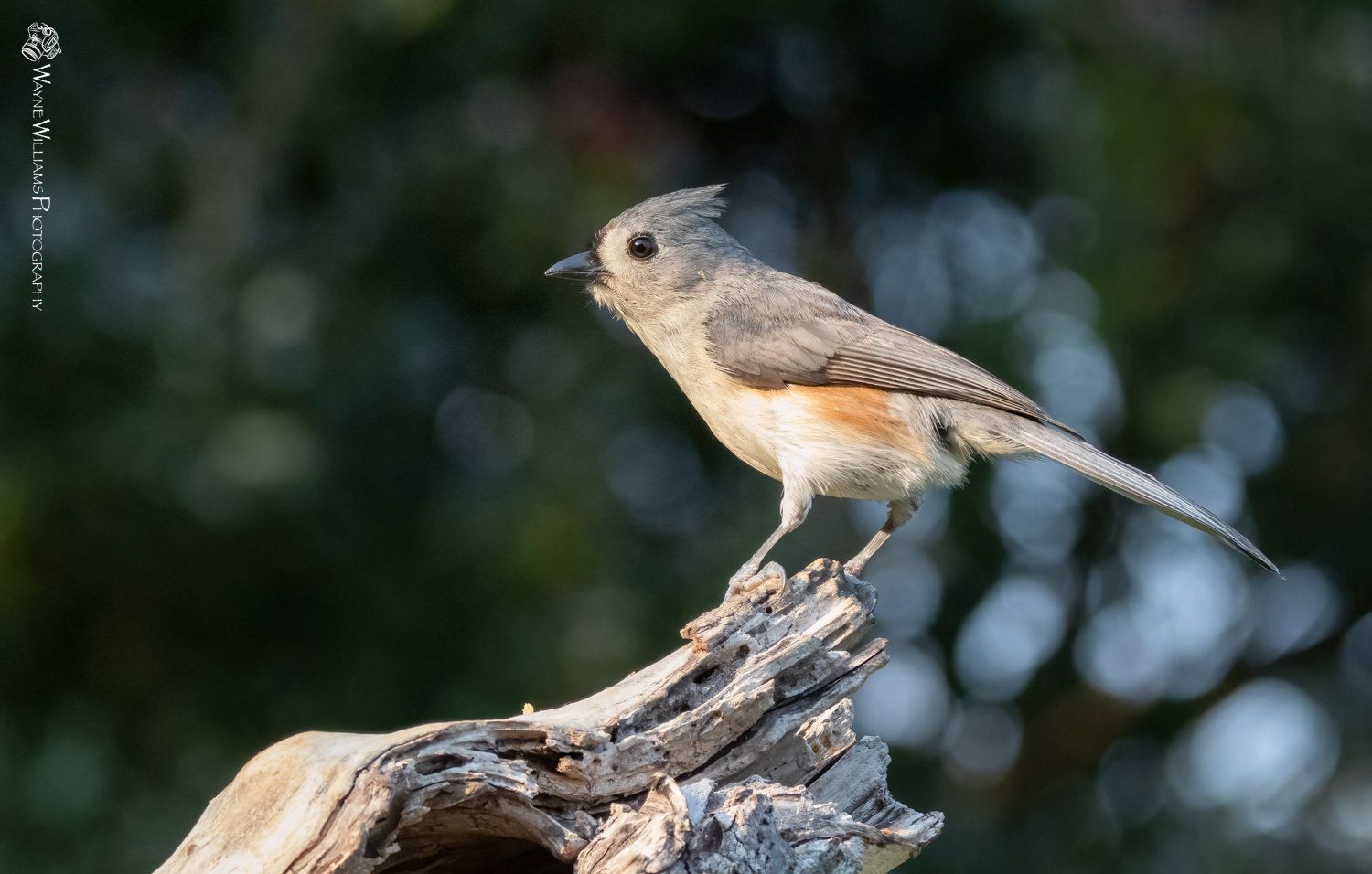 A small bird perched on top of a tree branch