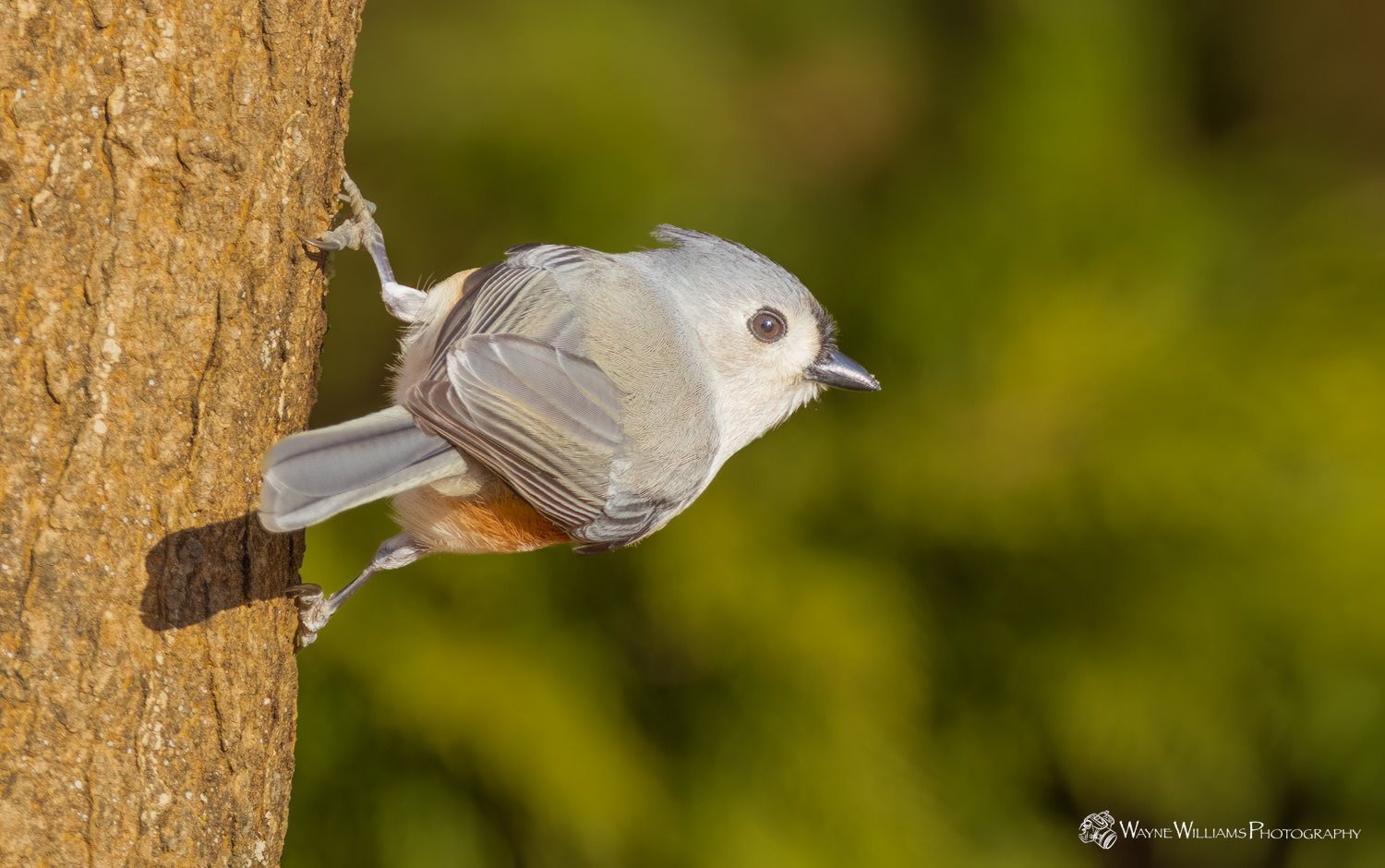 A small bird is perched on a tree trunk.