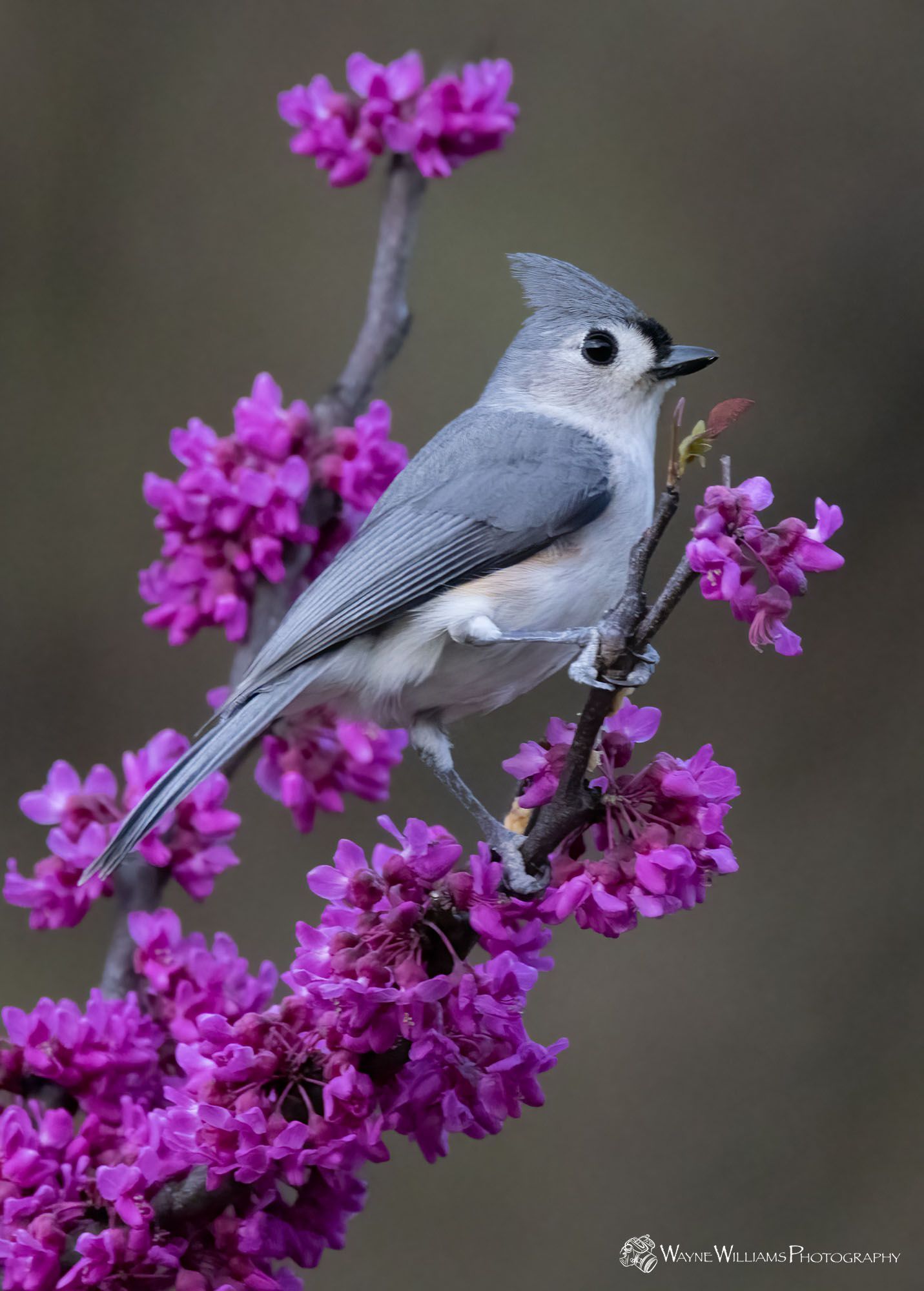 A small bird perched on a branch of purple flowers.