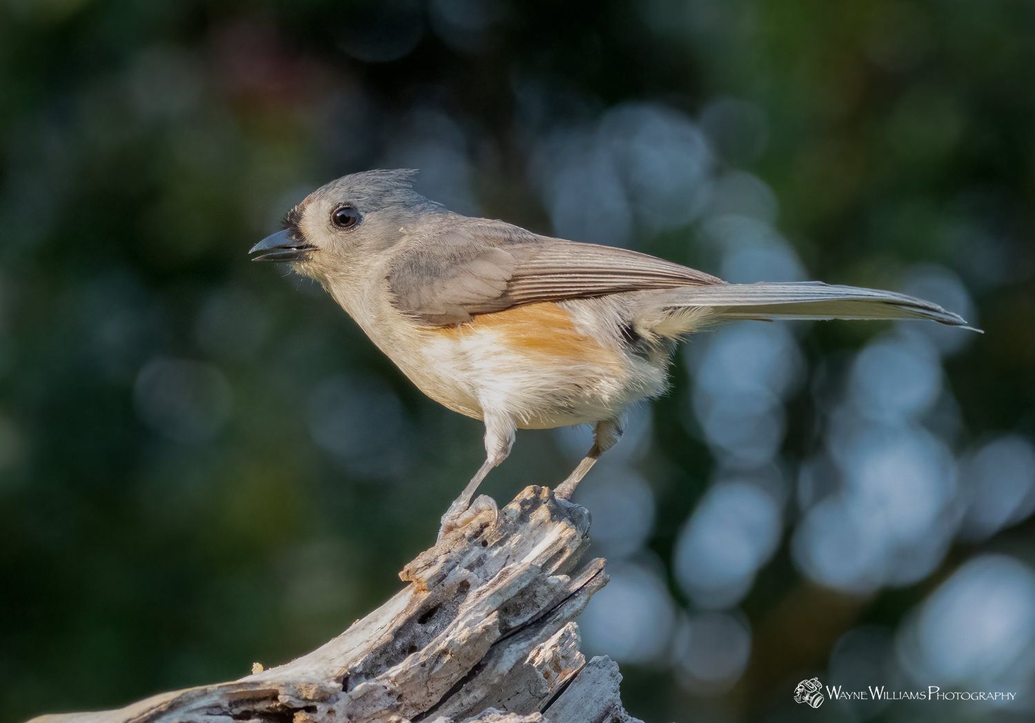 A small bird perched on top of a tree branch.