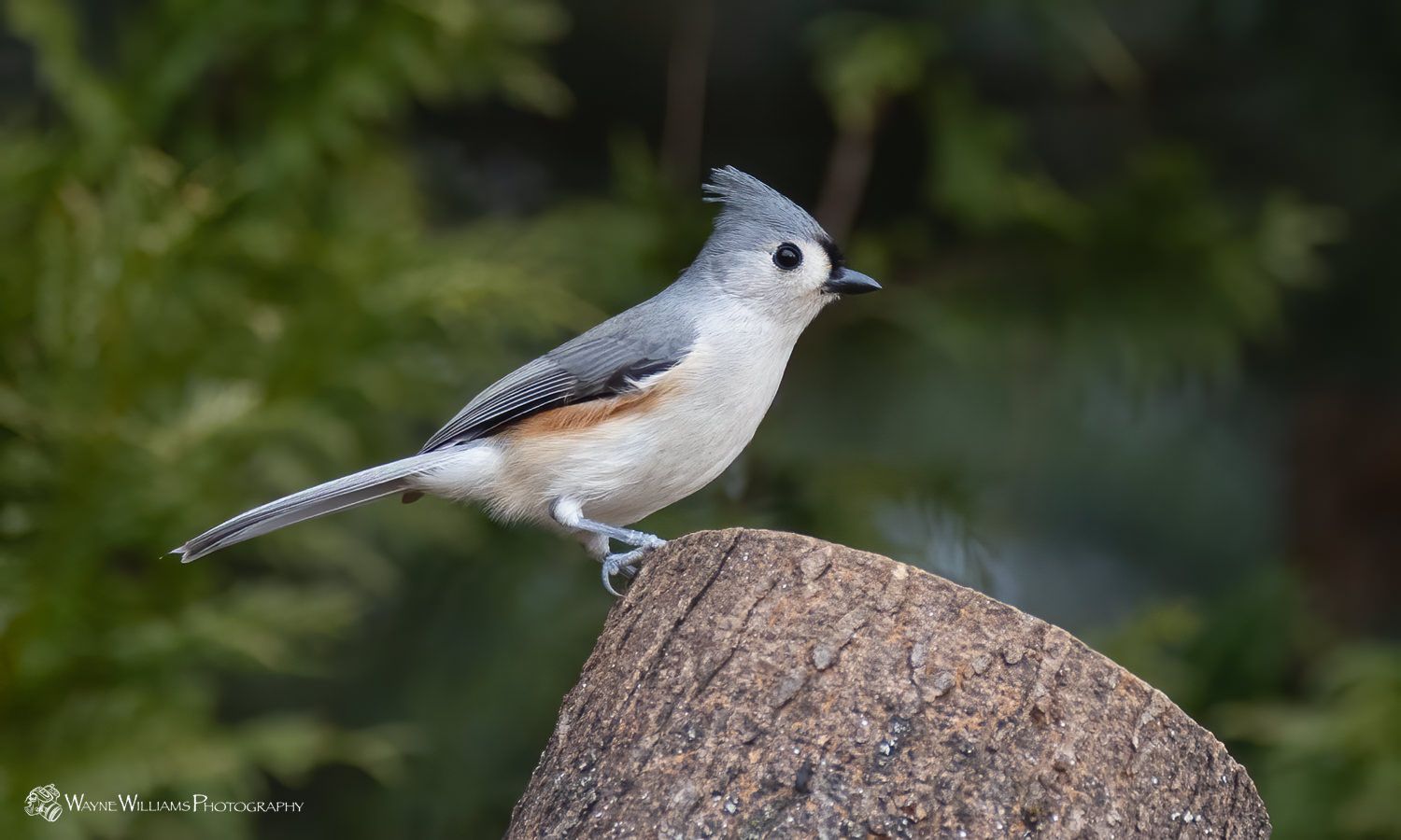 A small bird perched on top of a rock.