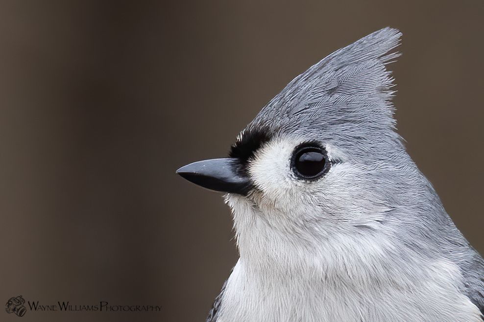 A close up of a gray and white bird with a black beak.