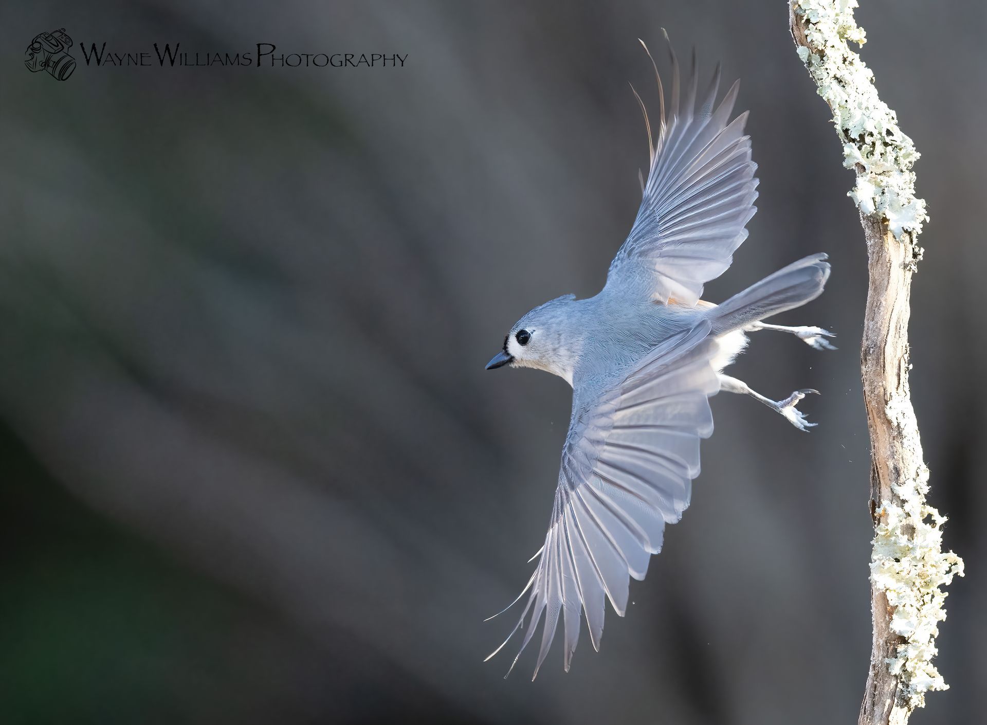 A bird is flying over a tree branch with its wings spread