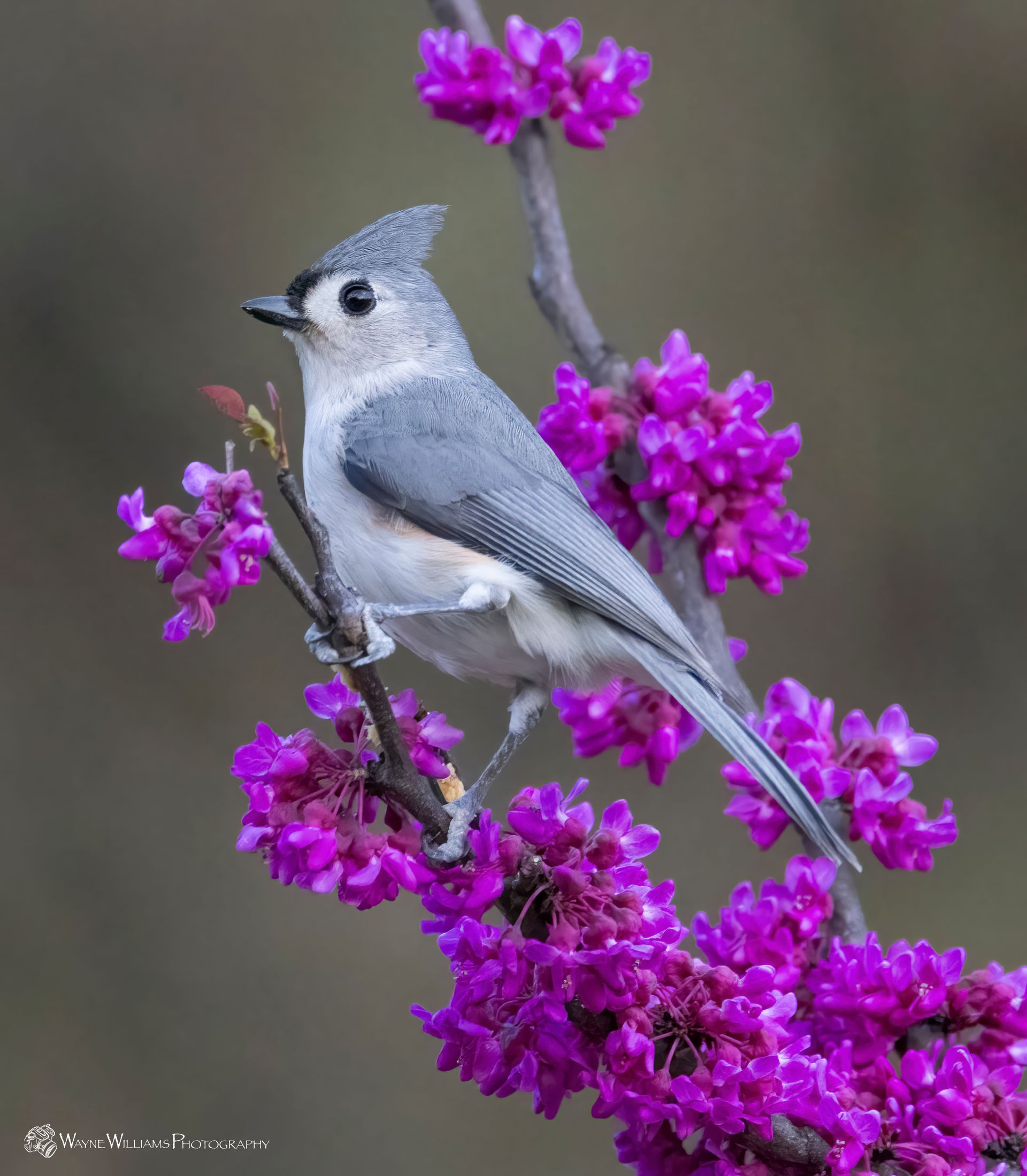 A small bird perched on a branch of purple flowers.