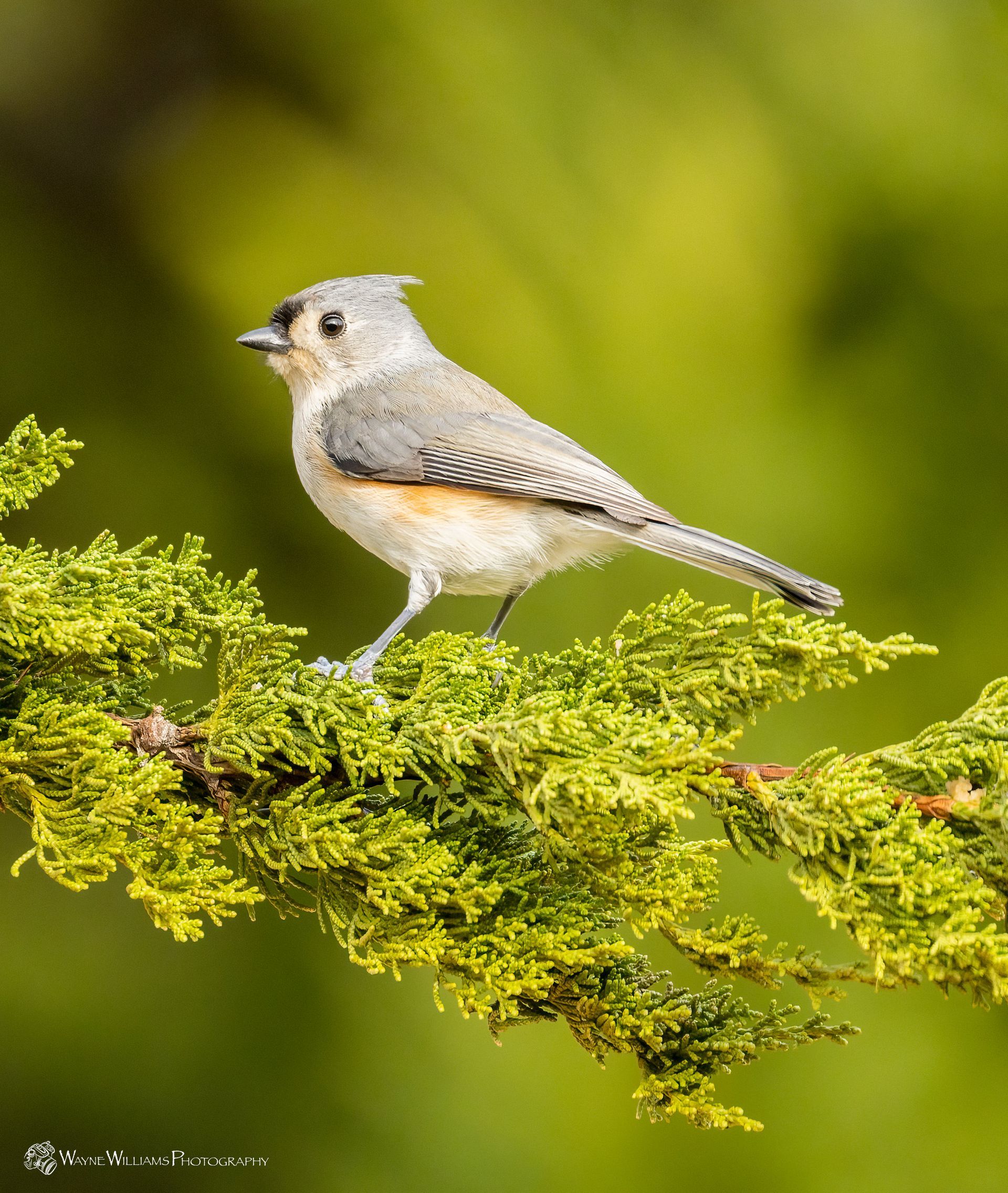 A small bird perched on a tree branch.