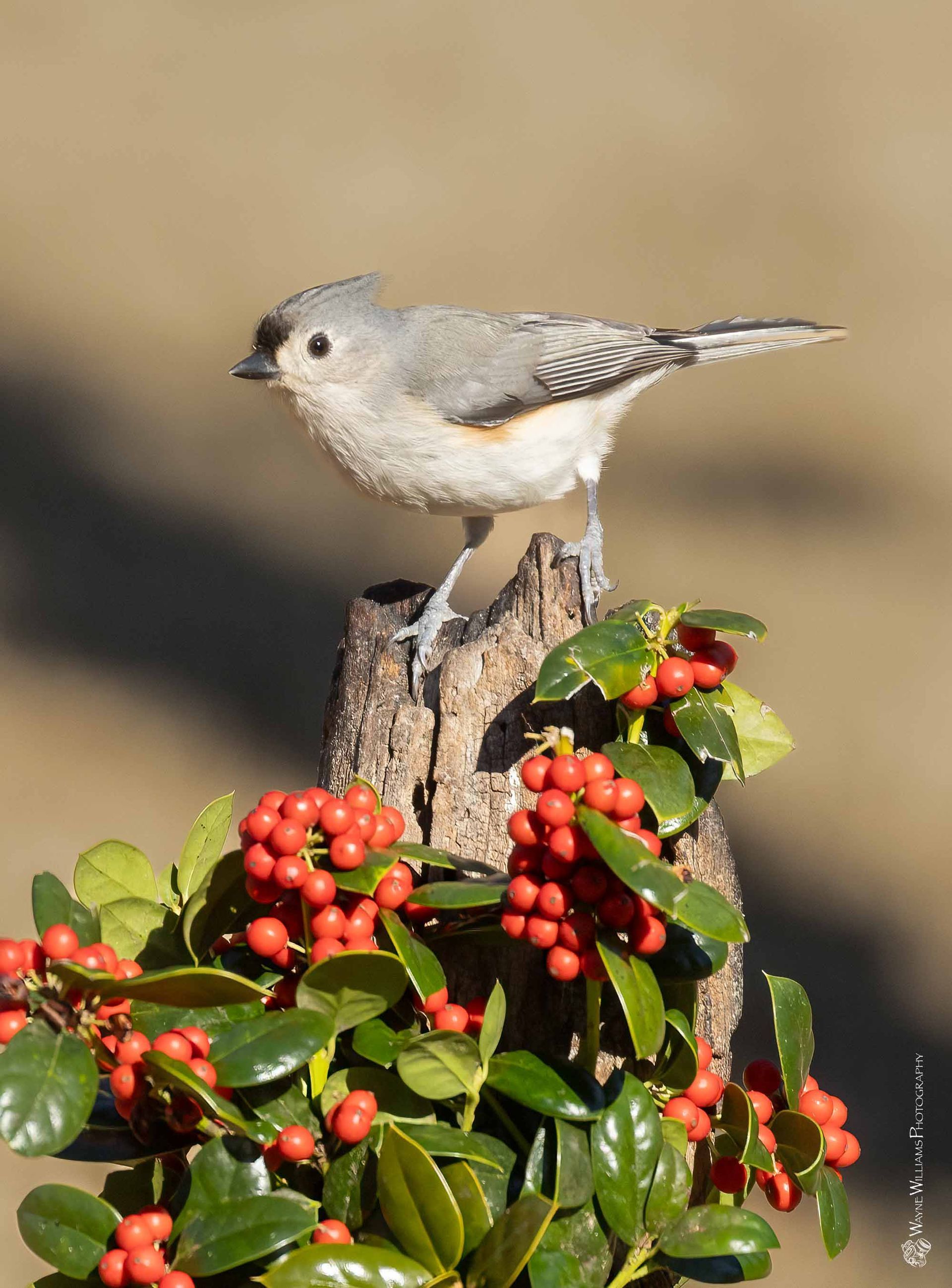 A small bird perched on top of a tree stump surrounded by red berries.