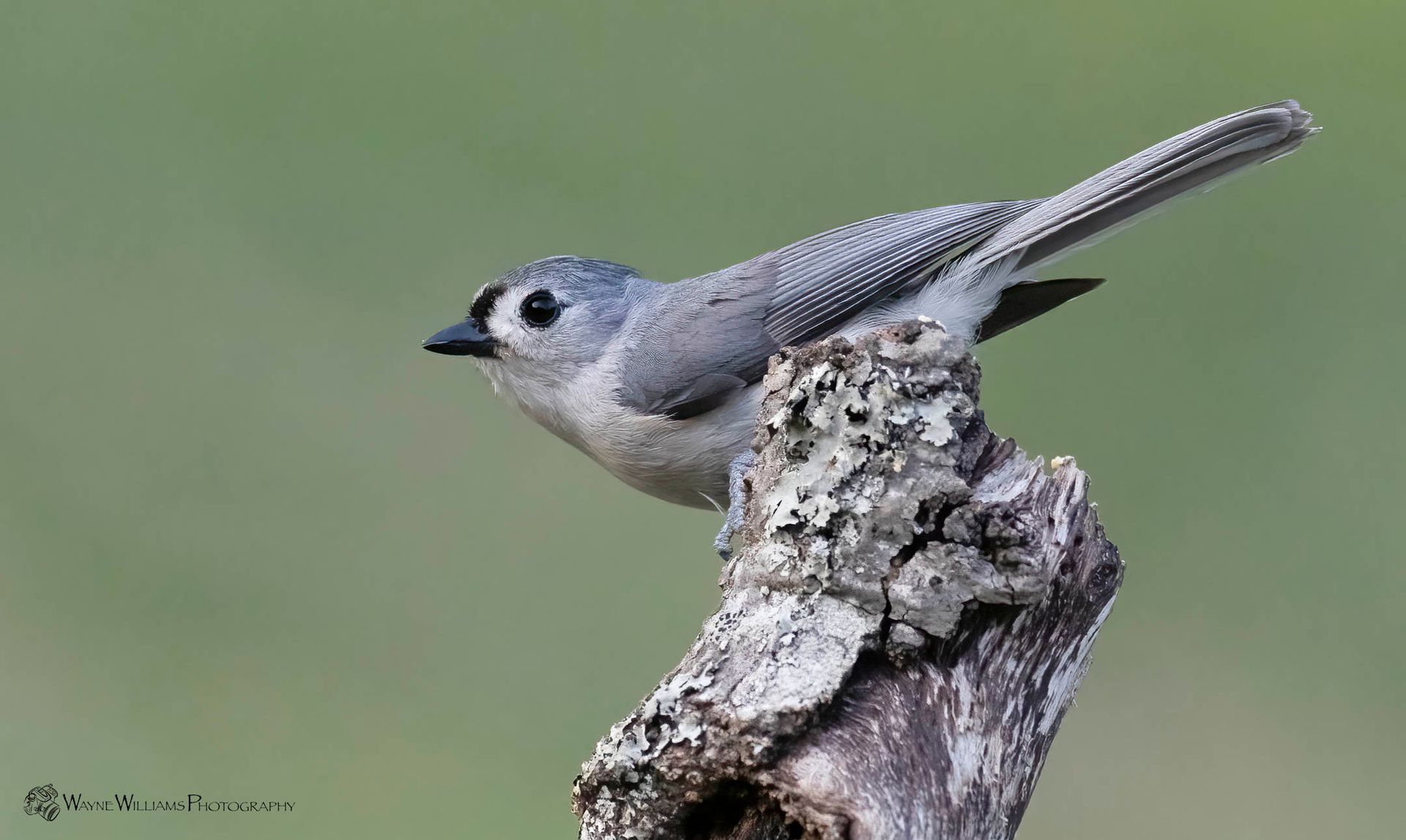 A small bird perched on top of a tree branch.