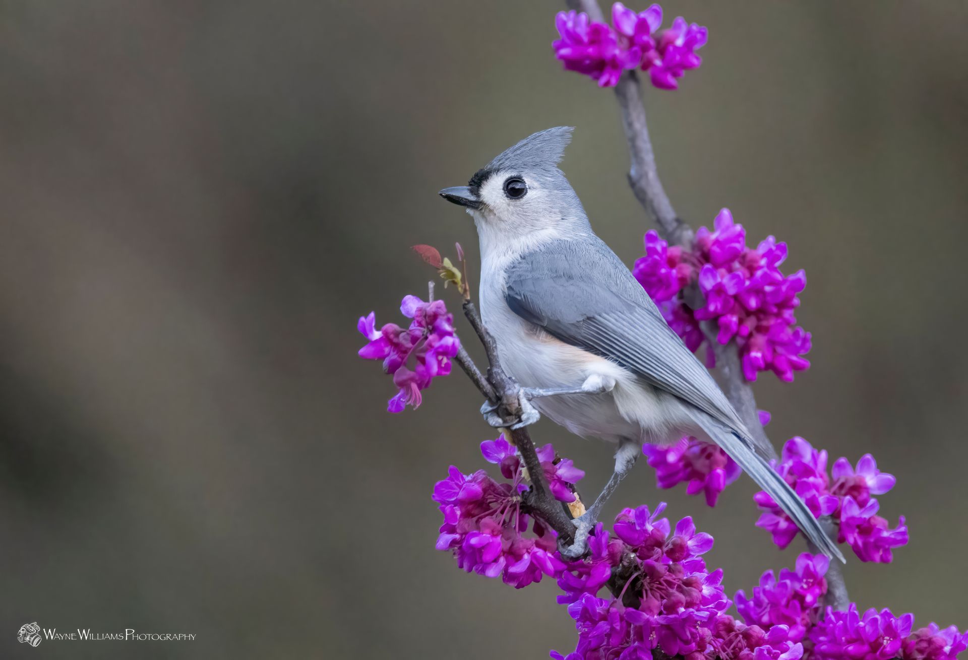 A small bird perched on a branch of purple flowers.