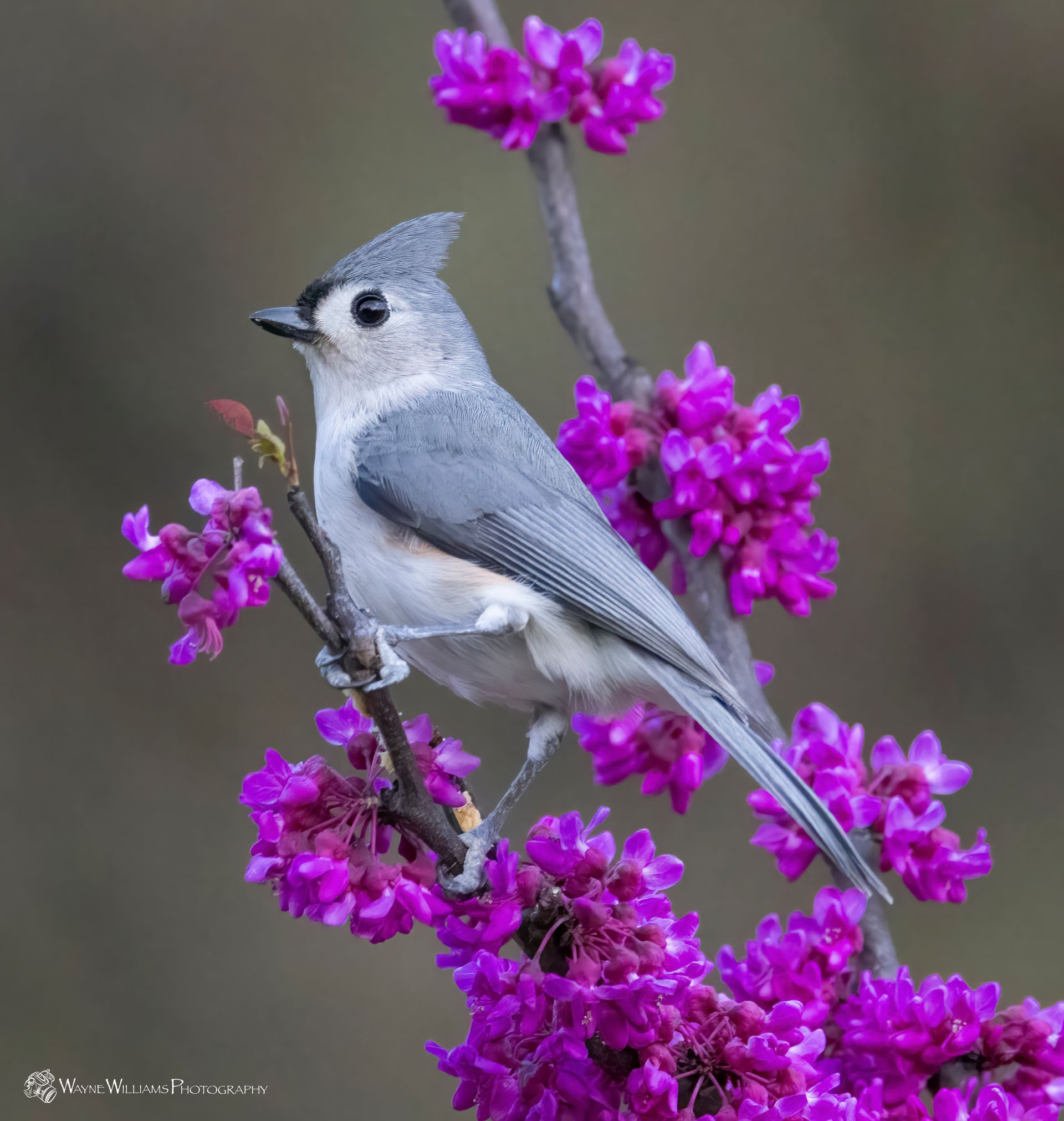 A small bird perched on a branch of purple flowers.