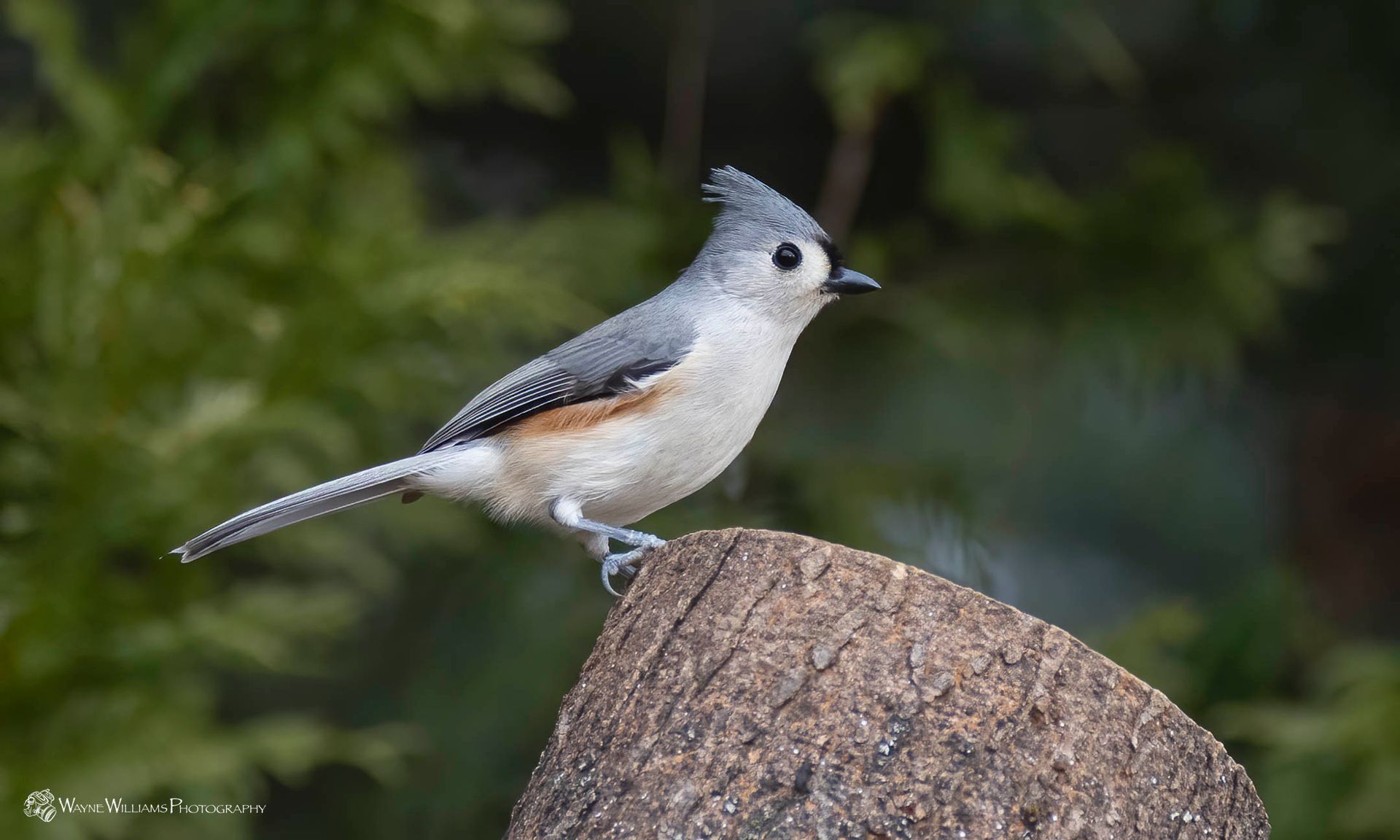 A small bird perched on top of a rock.