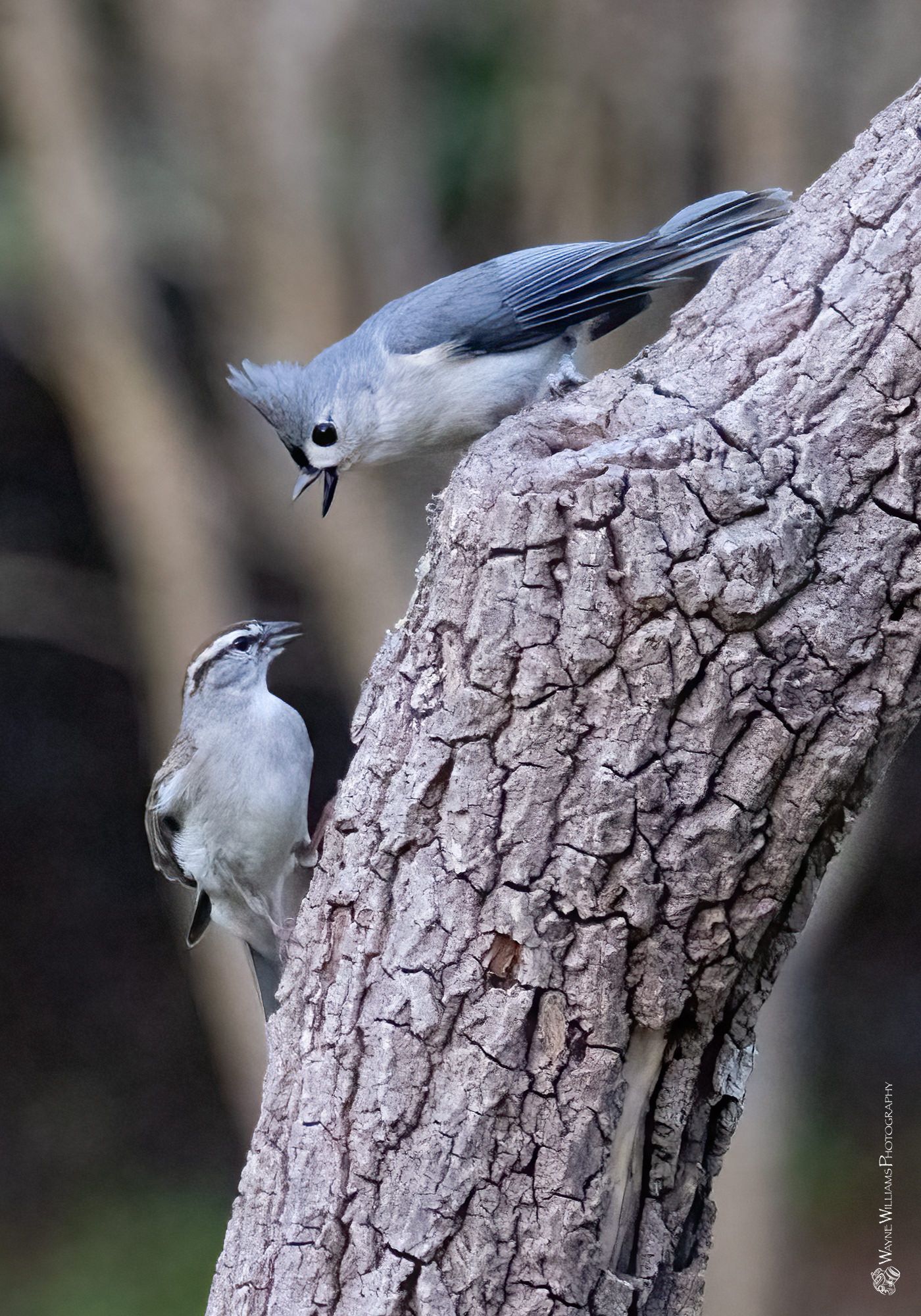 Two birds are perched on a tree branch.