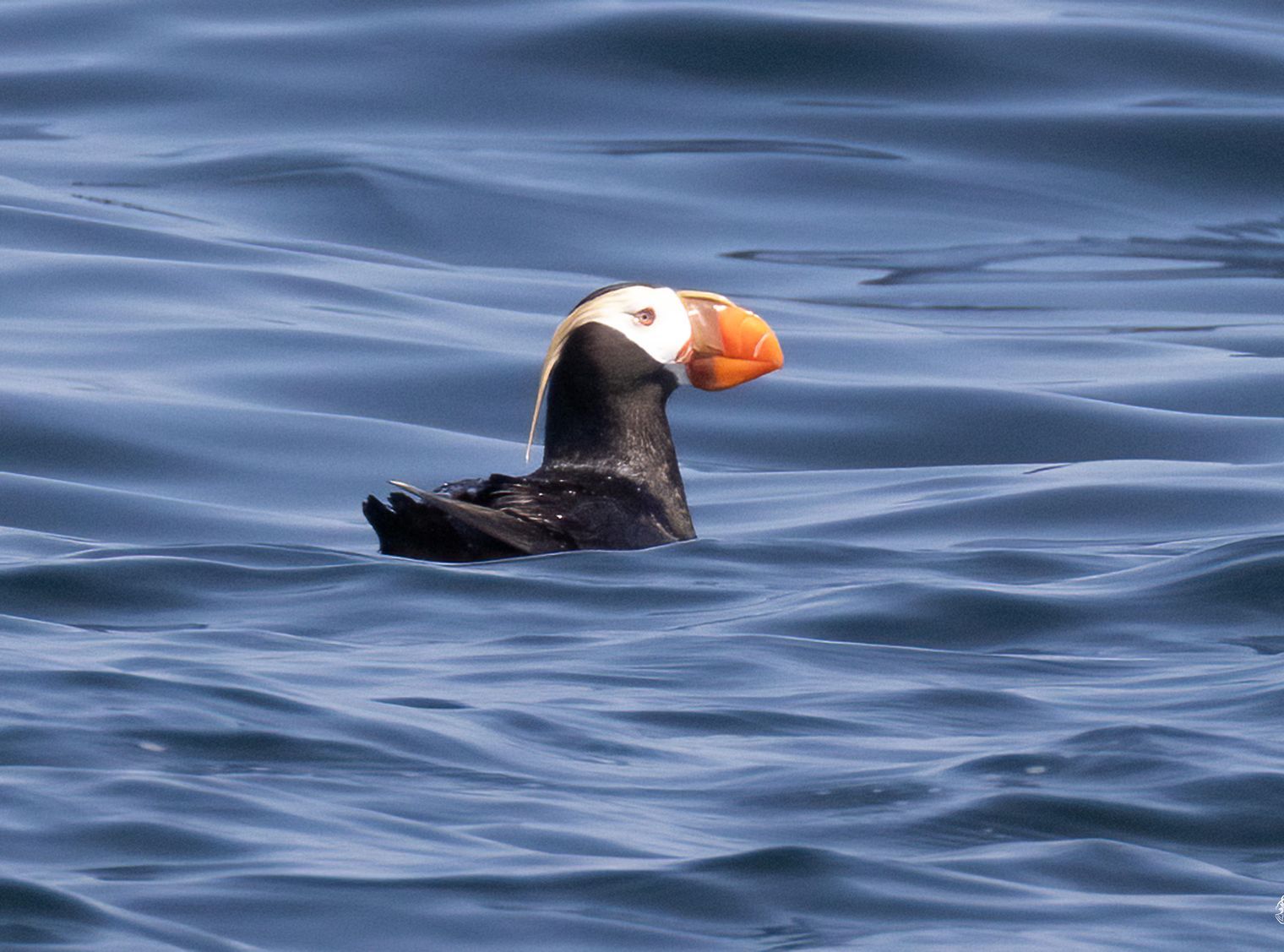 A black and white bird with an orange beak is swimming in the ocean.
