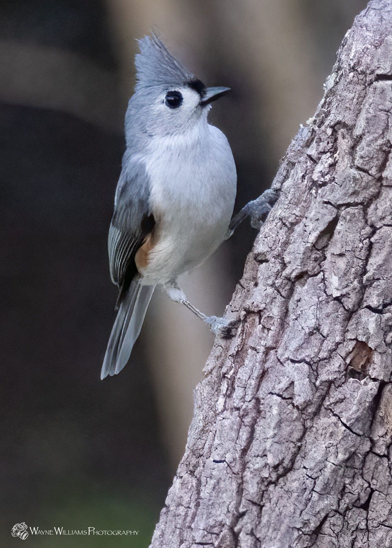 A small bird perched on top of a tree trunk.