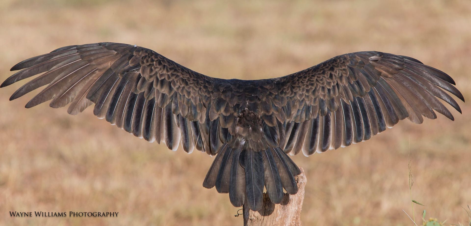 A bird with its wings spread is sitting on a tree branch.