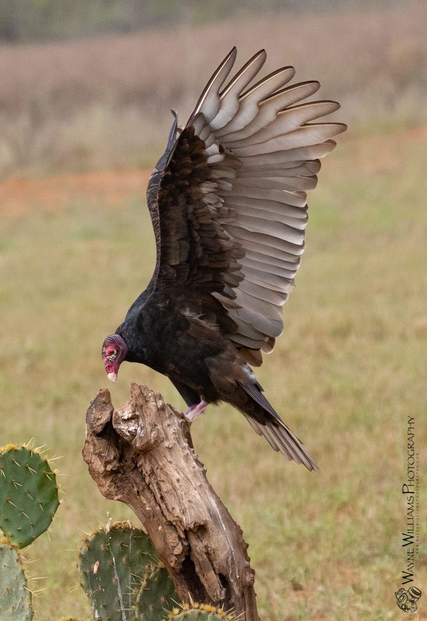 A black bird with a red beak is flying over a cactus