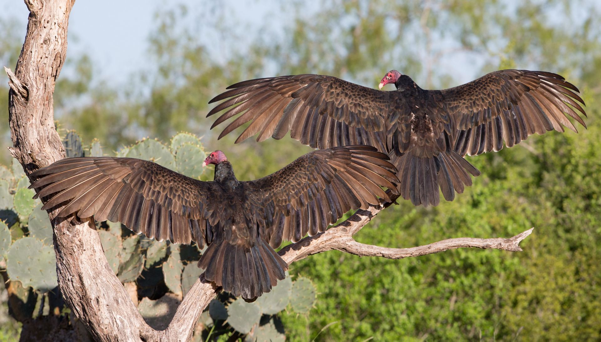 Two vultures are perched on a tree branch with their wings spread.