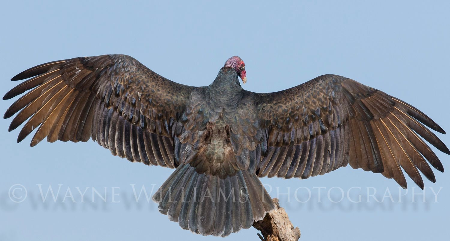 A bird with its wings spread is sitting on a tree branch