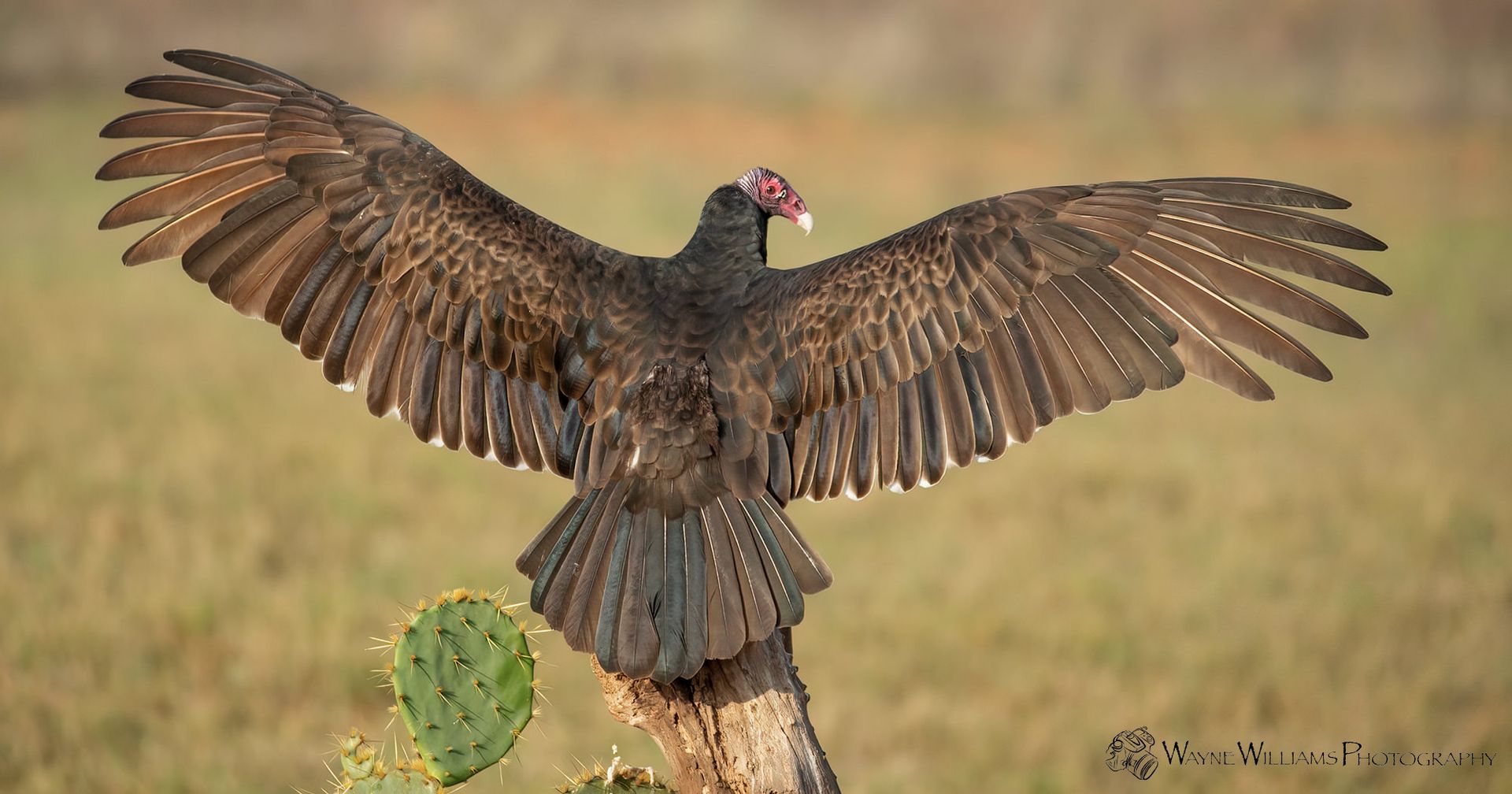 A vulture is perched on a tree branch with its wings spread.