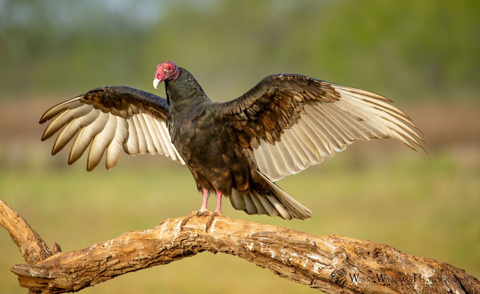 A vulture is perched on a tree branch with its wings spread.