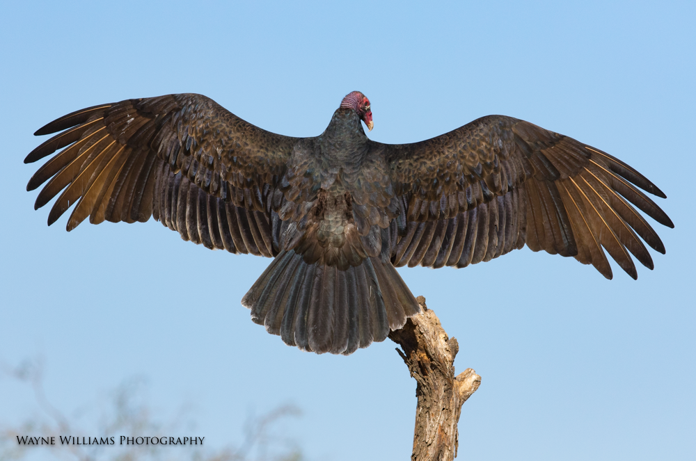 A vulture is perched on a tree branch with its wings spread