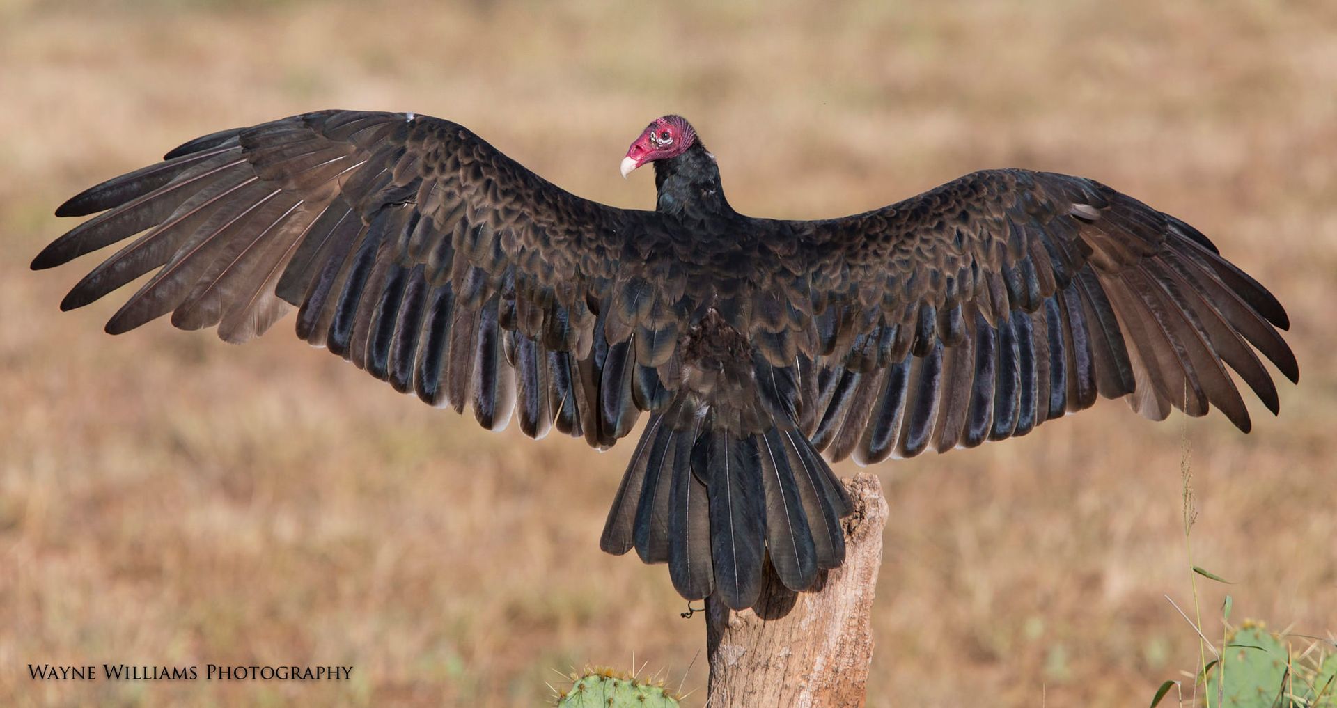 A black bird with a red beak is spreading its wings.