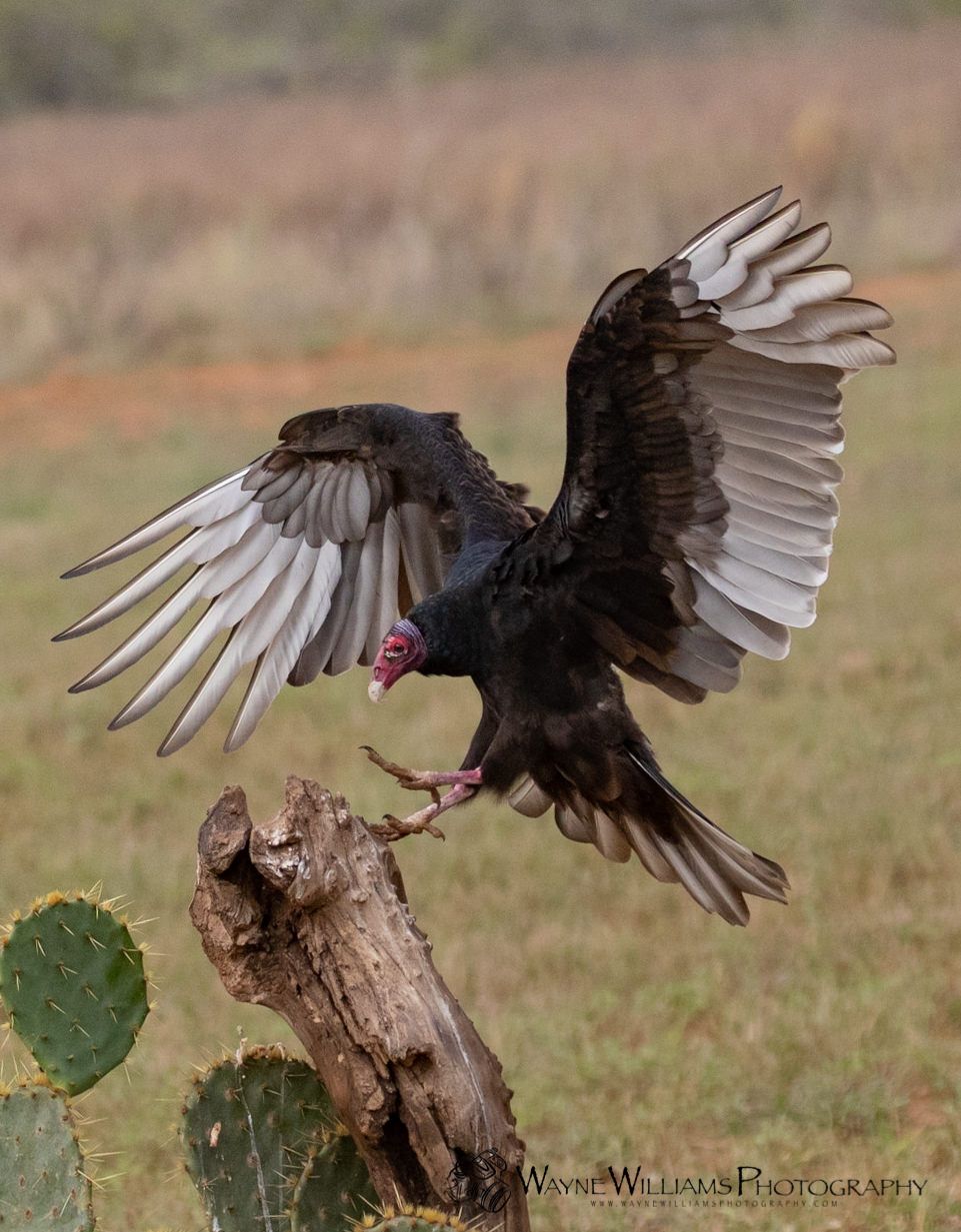 A black bird is sitting on a tree branch with its wings spread.