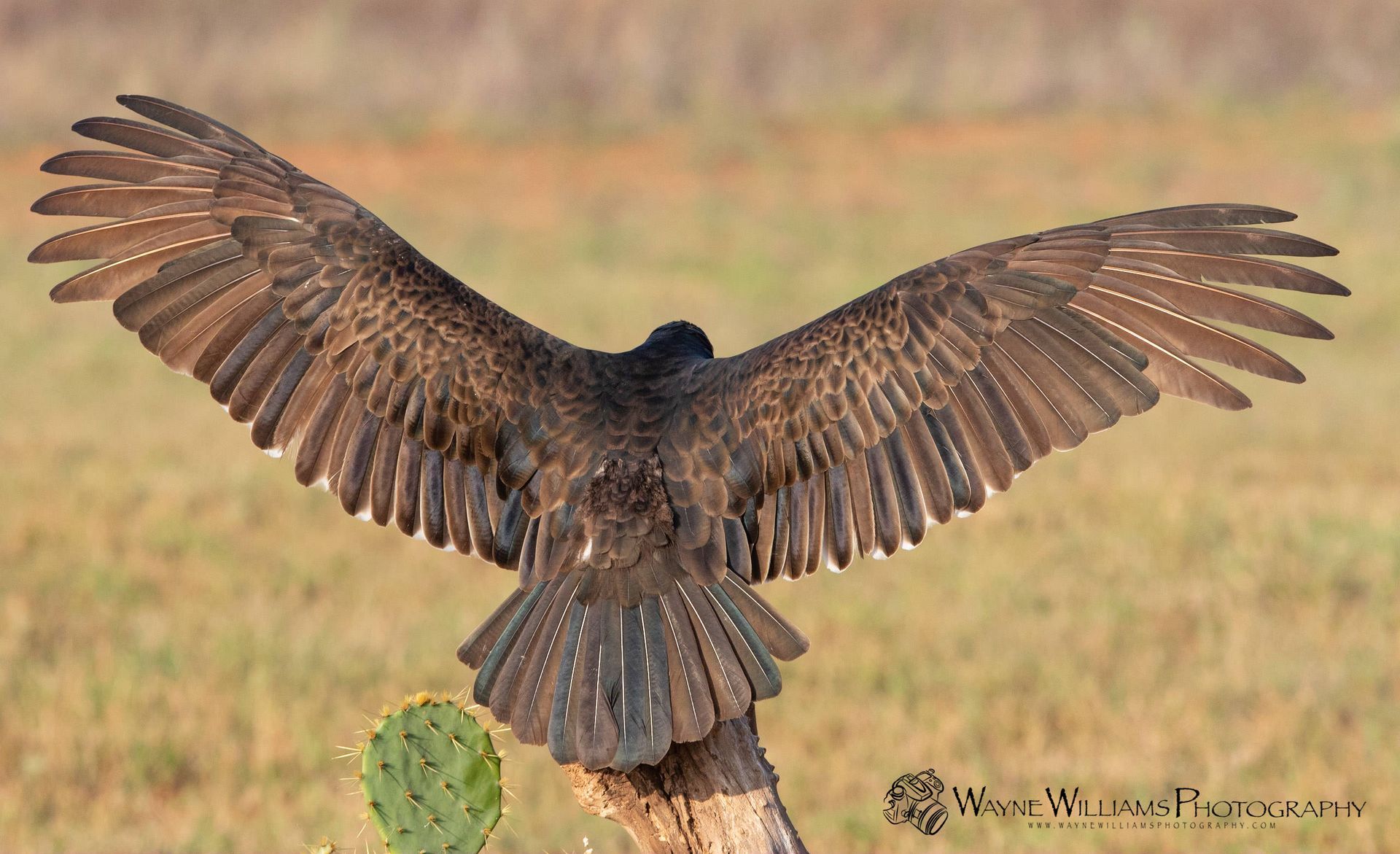 A bird is sitting on a tree branch with its wings spread.