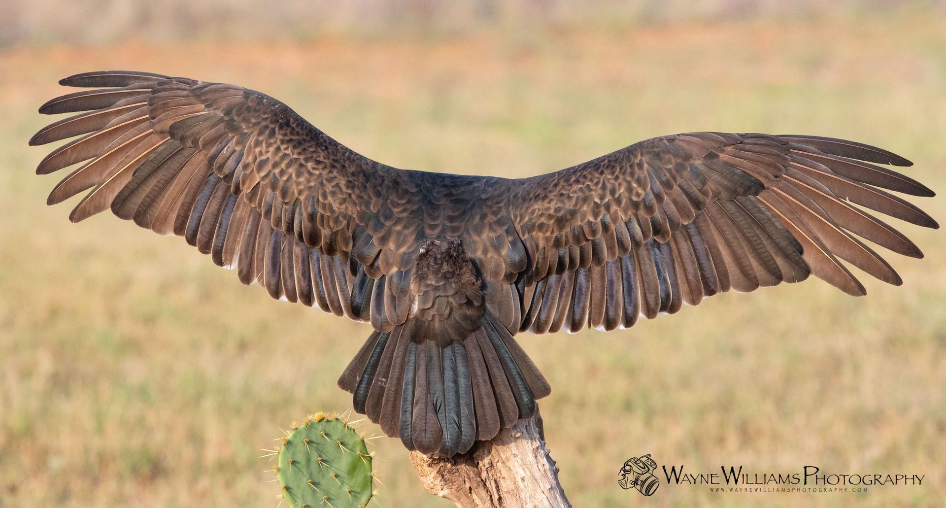 A bird with its wings spread is perched on a tree branch.
