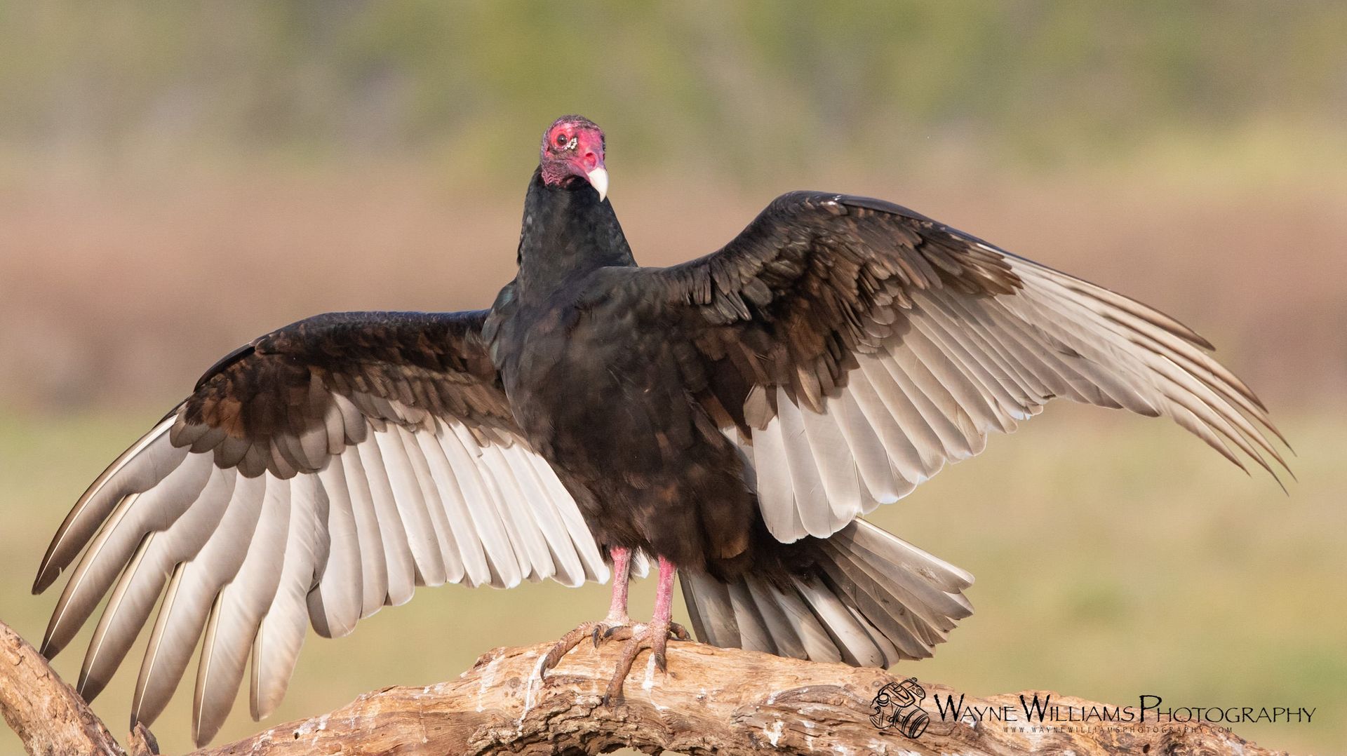 A vulture with its wings spread is perched on a tree branch.
