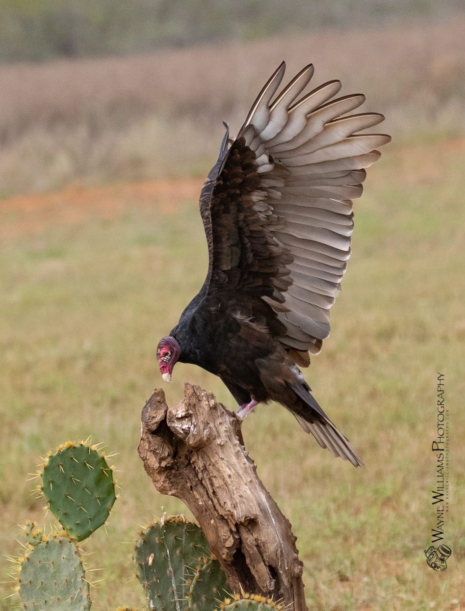 A vulture is sitting on a tree branch with its wings spread