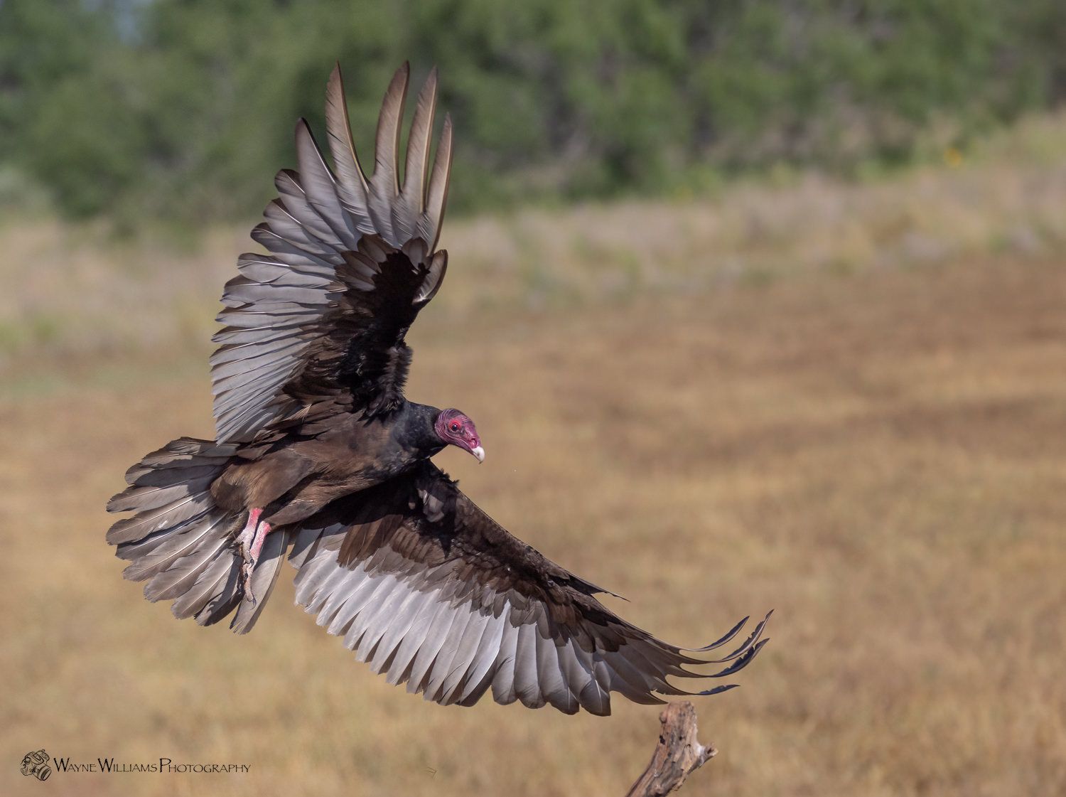 A turkey vulture is flying over a field with its wings spread.