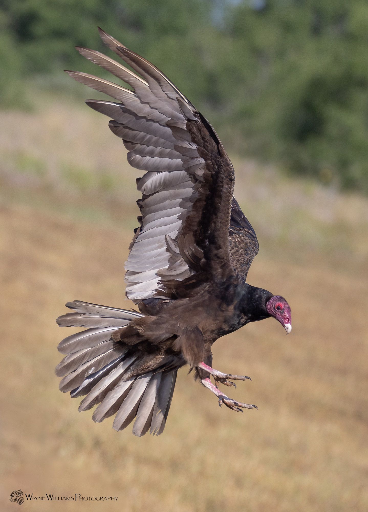 A turkey vulture is flying over a field with its wings spread.