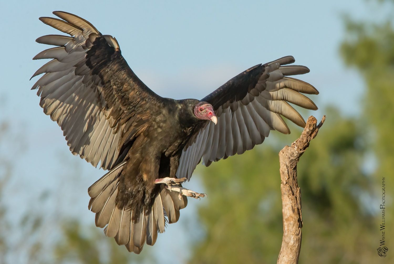 A vulture is flying over a tree branch with its wings spread